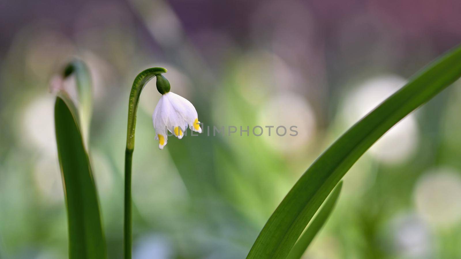 Beautiful blooming spring snowflakes flowers. (leucojum vernum carpaticum) by Montypeter