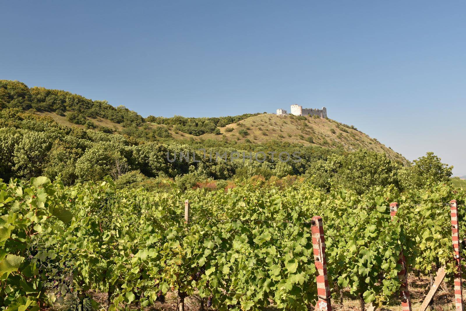 Castle Devicky - Pavlov.Vineyards under Palava. Czech Republic - South Moravian Region wine region. by Montypeter