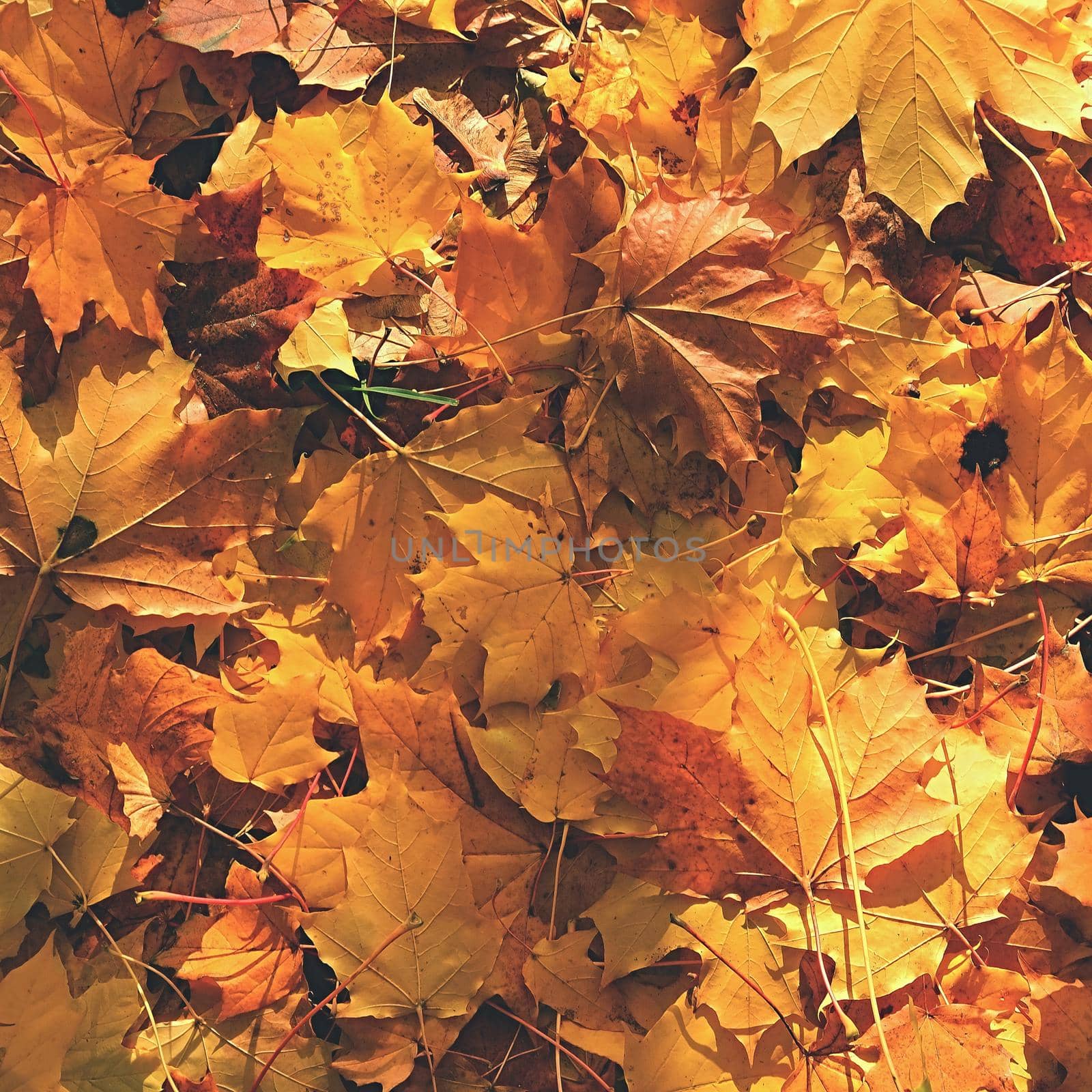 Autumn leaves. Natural seasonal colored background by Montypeter