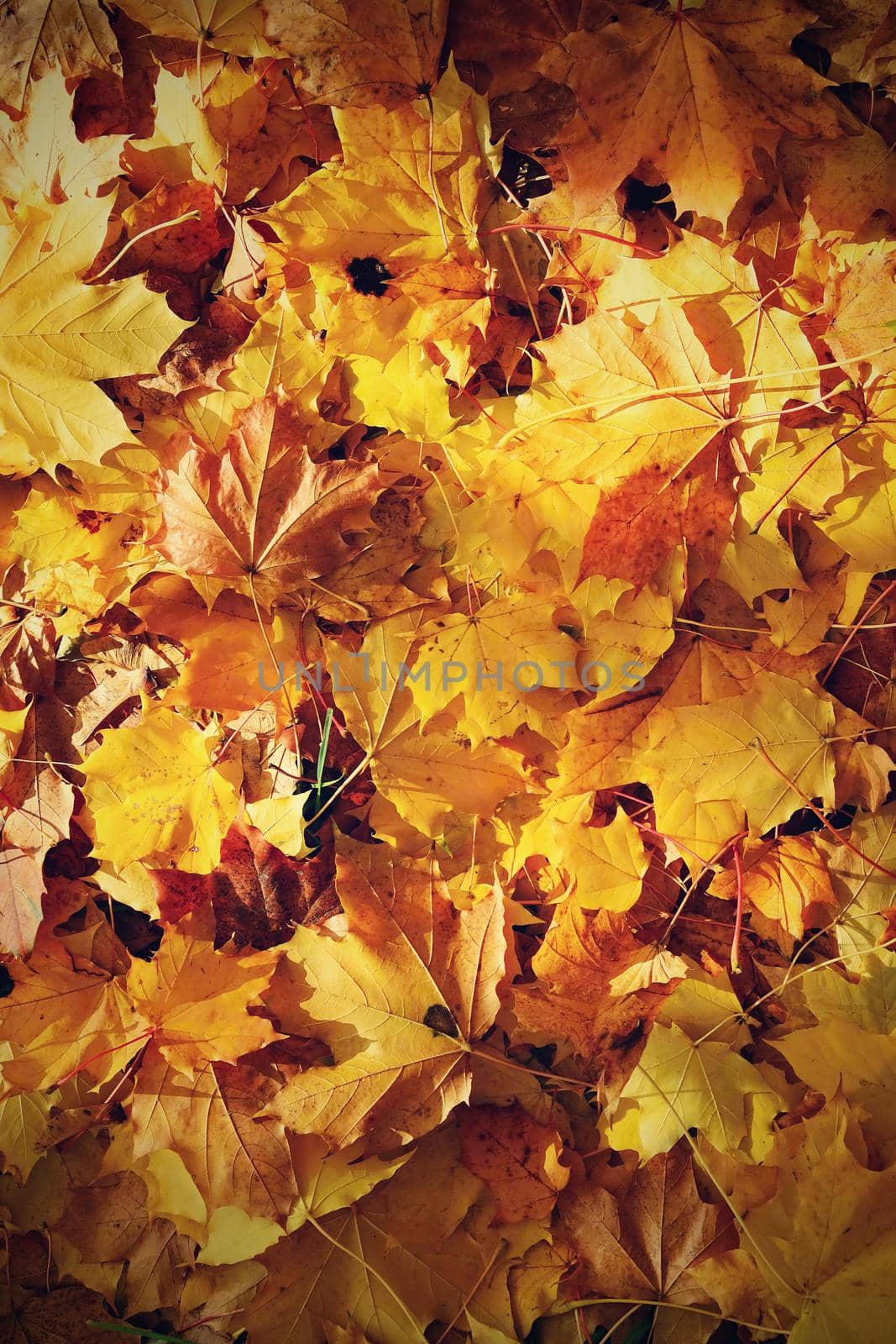 Autumn leaves. Natural seasonal colored background by Montypeter