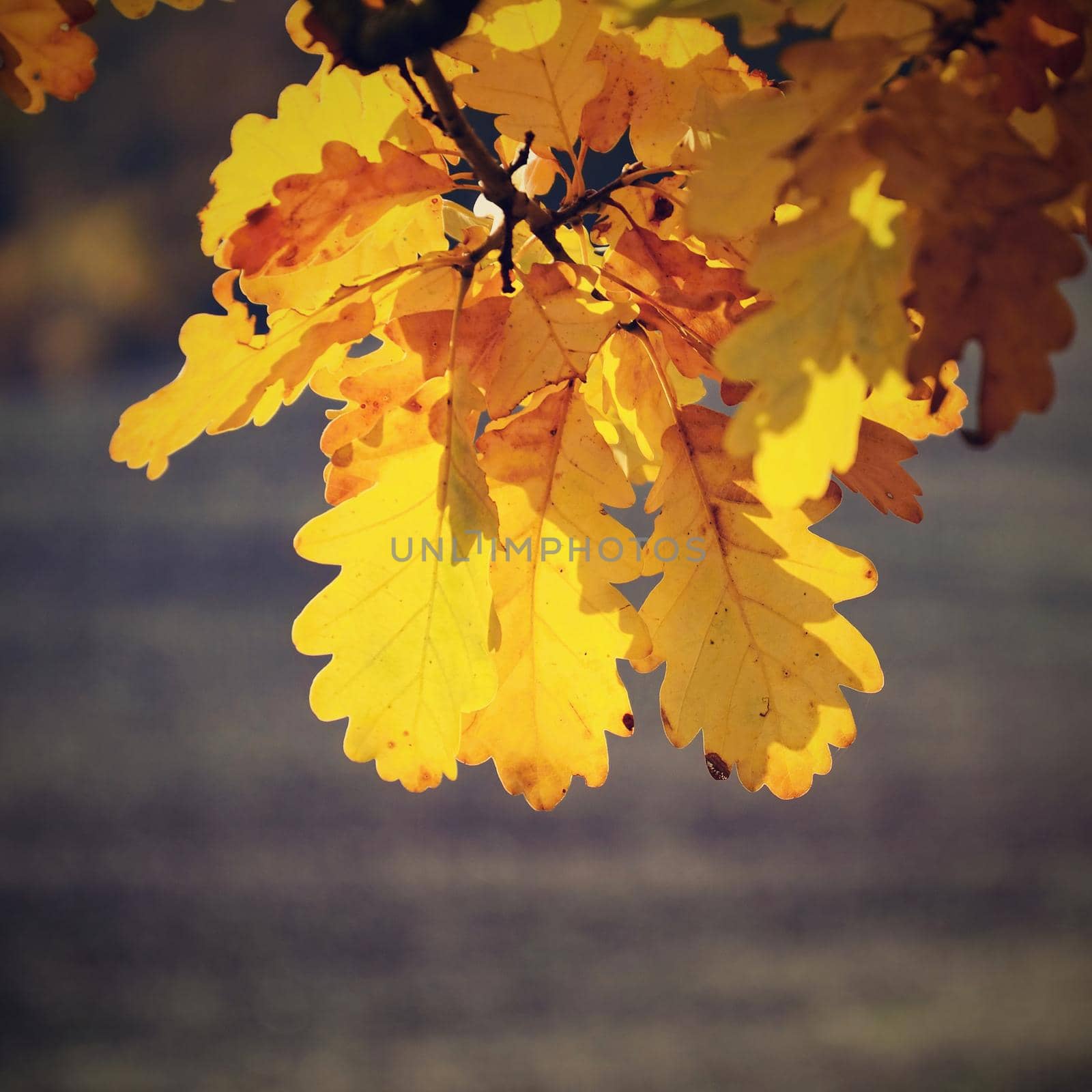 Autumn leaves. Natural seasonal colored background by Montypeter