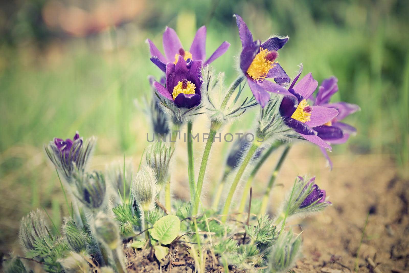 Spring flowers. Beautifully blossoming pasque flower and sun with a natural colored background. (Pulsatilla grandis)