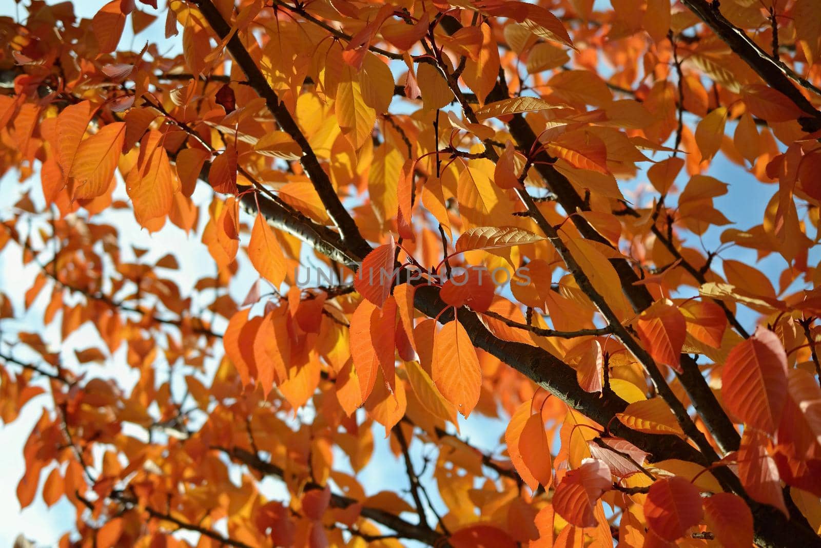 Autumn leaves. Natural seasonal colored background by Montypeter