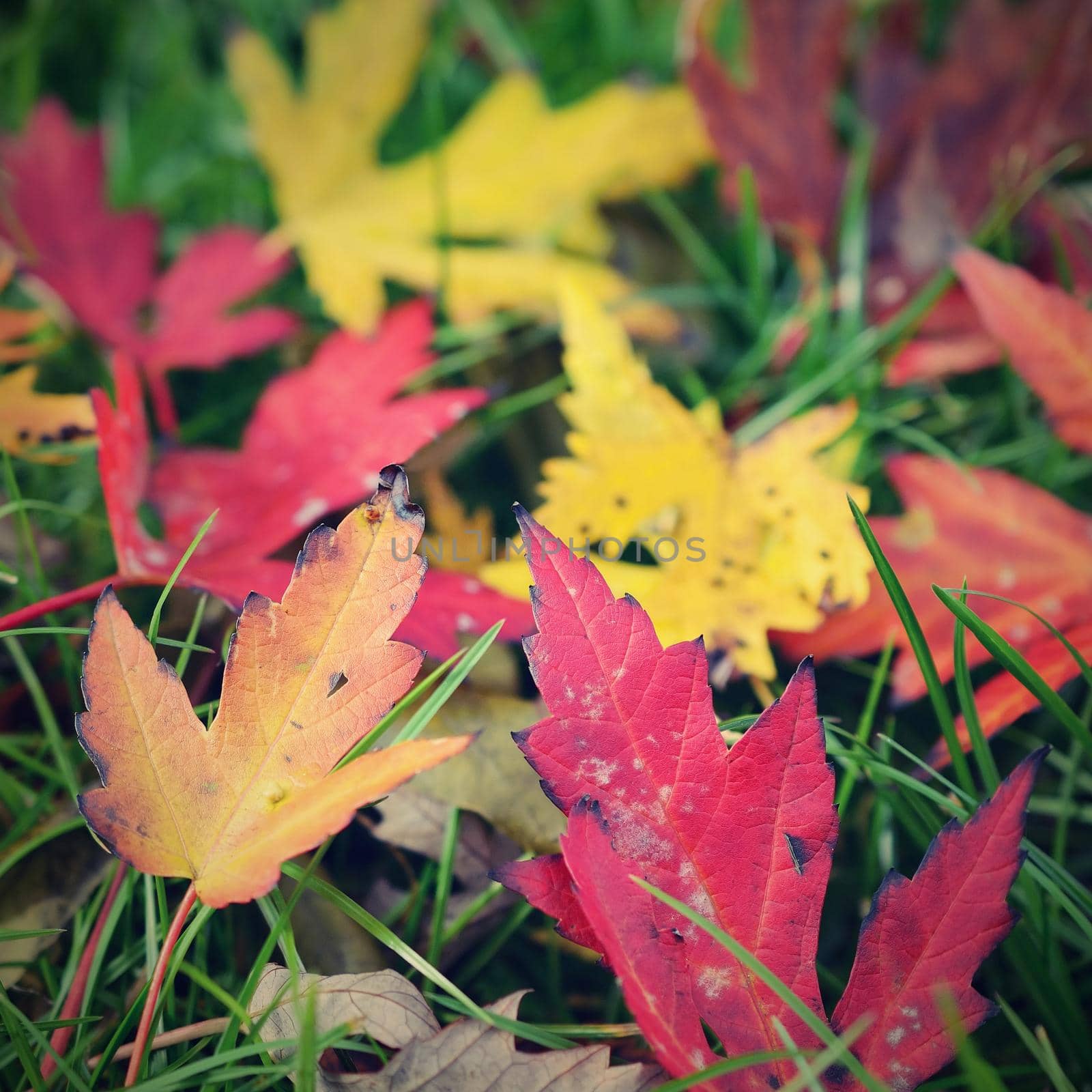 Autumn leaves. Natural seasonal colored background by Montypeter