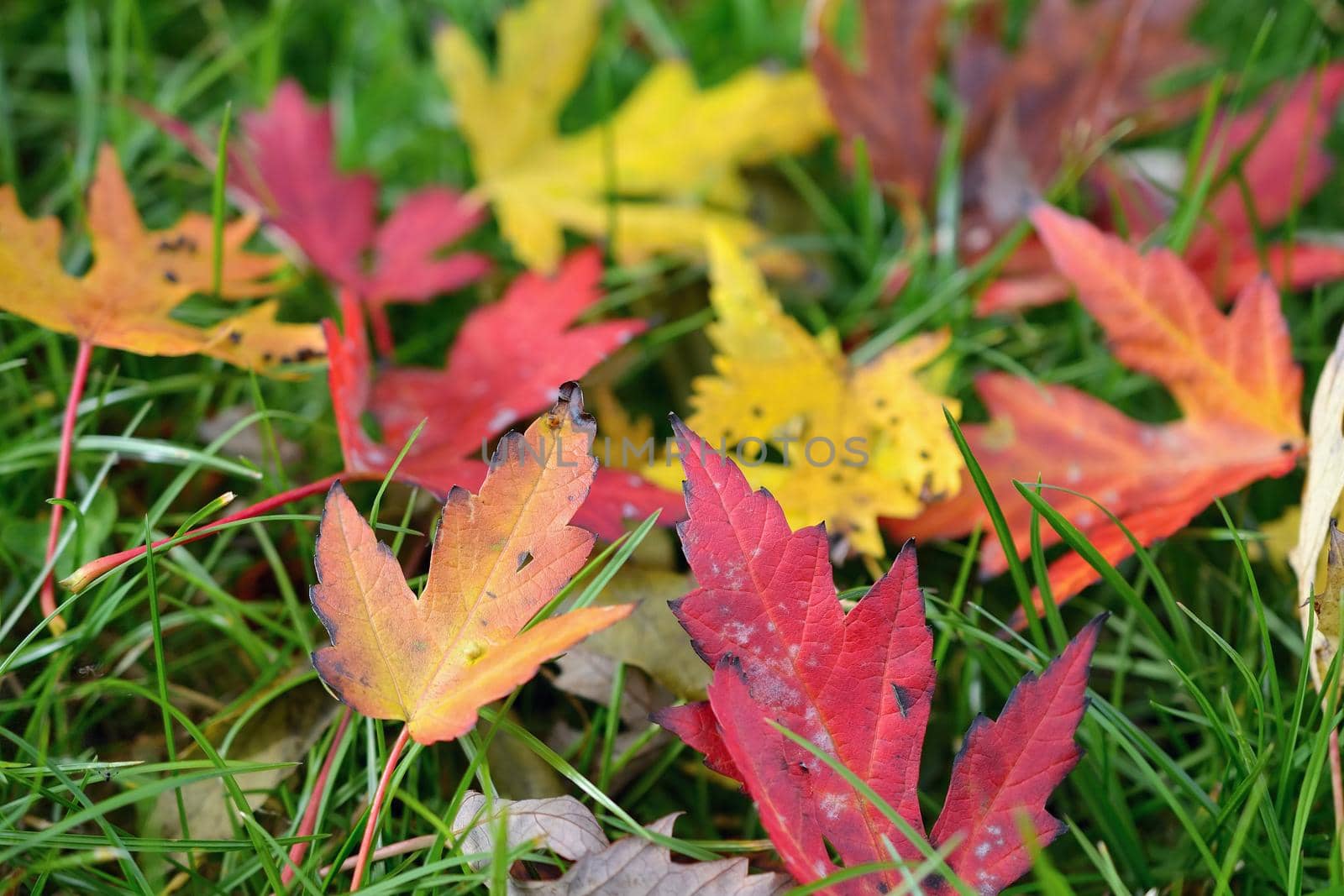 Autumn leaves. Natural seasonal colored background by Montypeter