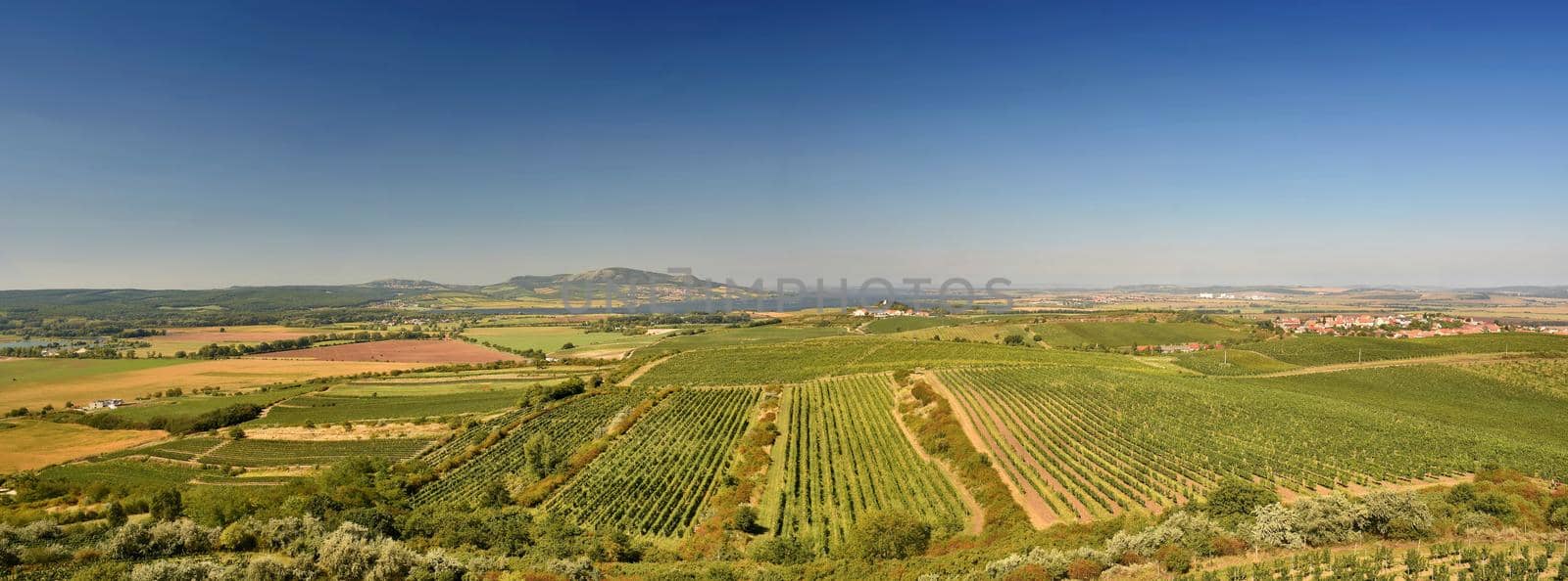 Vineyards under Palava. Czech Republic - South Moravian Region wine region. by Montypeter