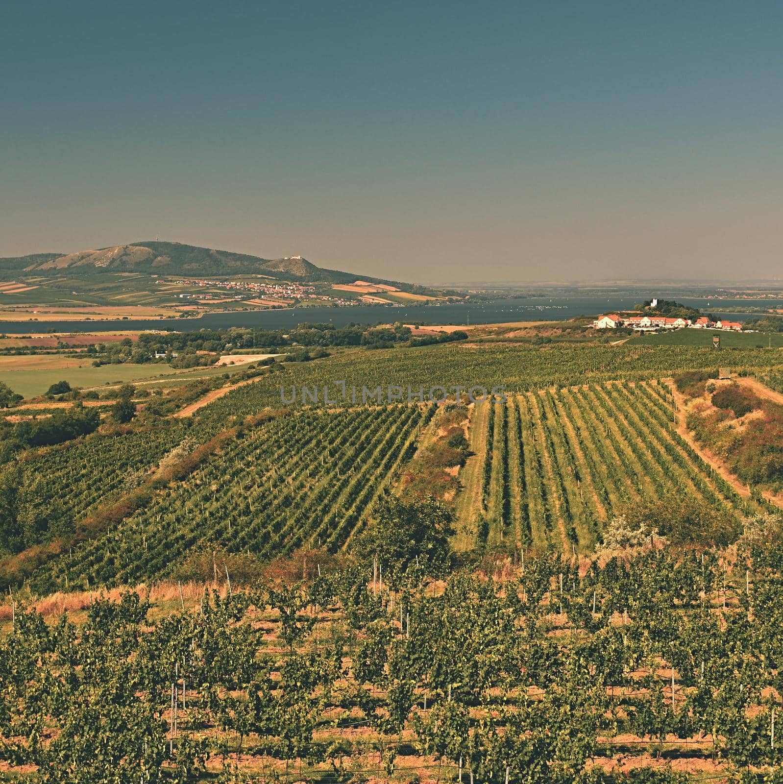 Vineyards under Palava. Czech Republic - South Moravian Region wine region.