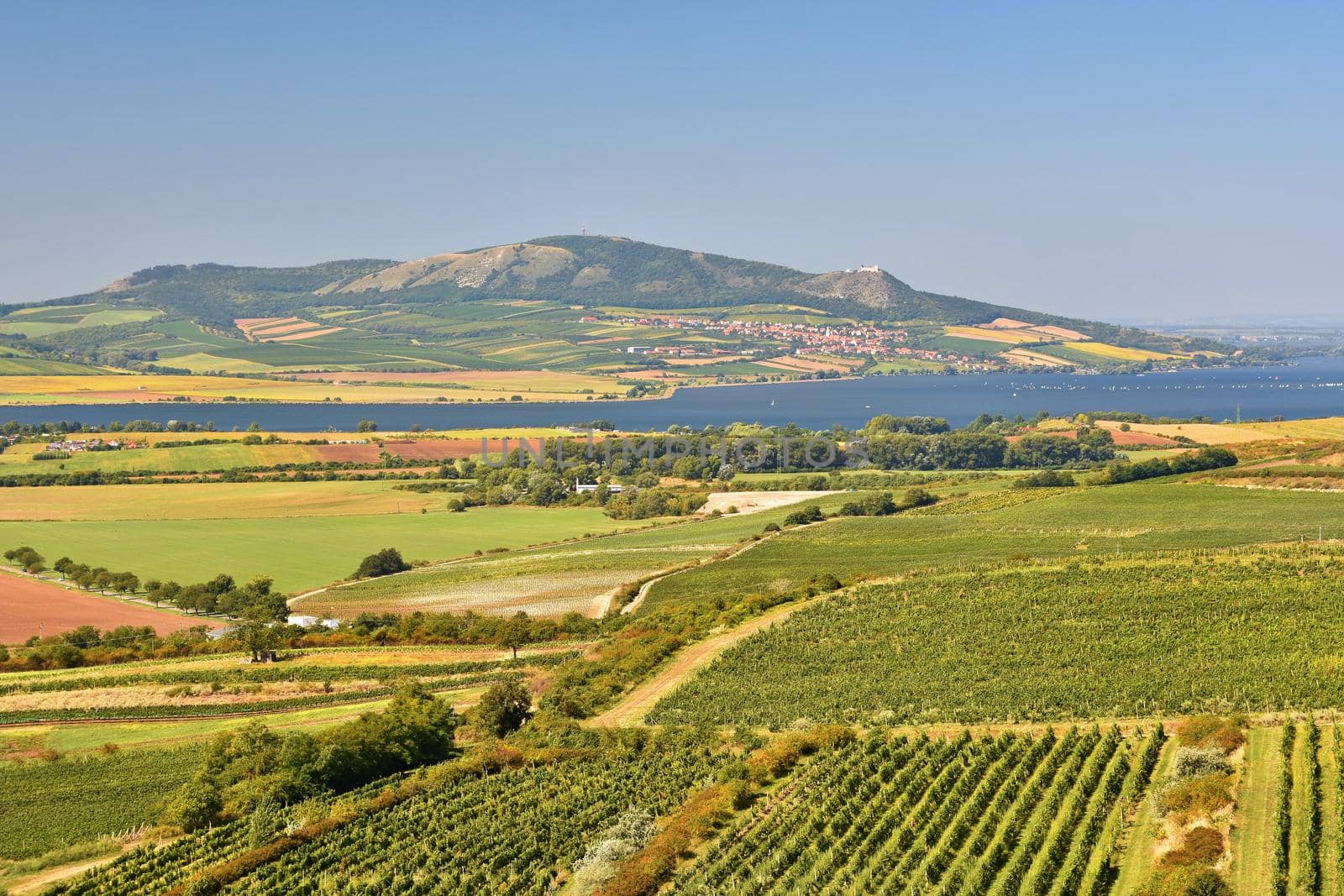 Vineyards under Palava. Czech Republic - South Moravian Region wine region.