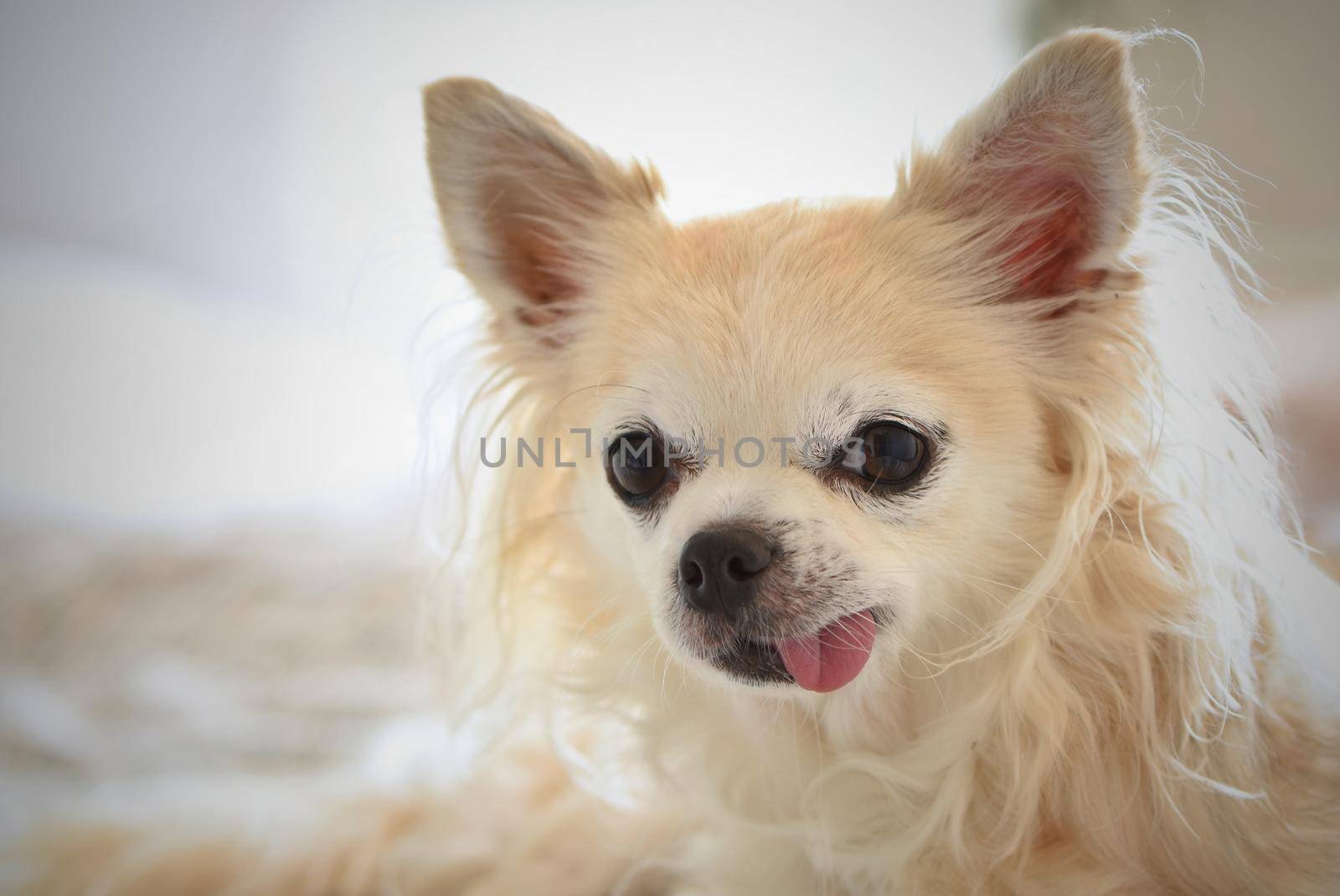 Chihuahua - funny little dog by Montypeter