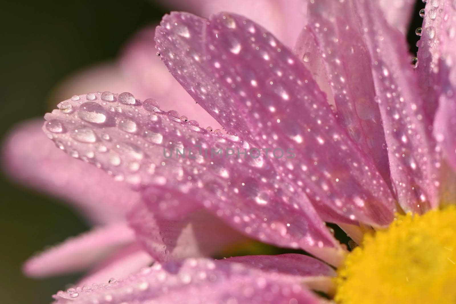 Macro shot of drops on flower. Beautiful natural pink blurred background. by Montypeter