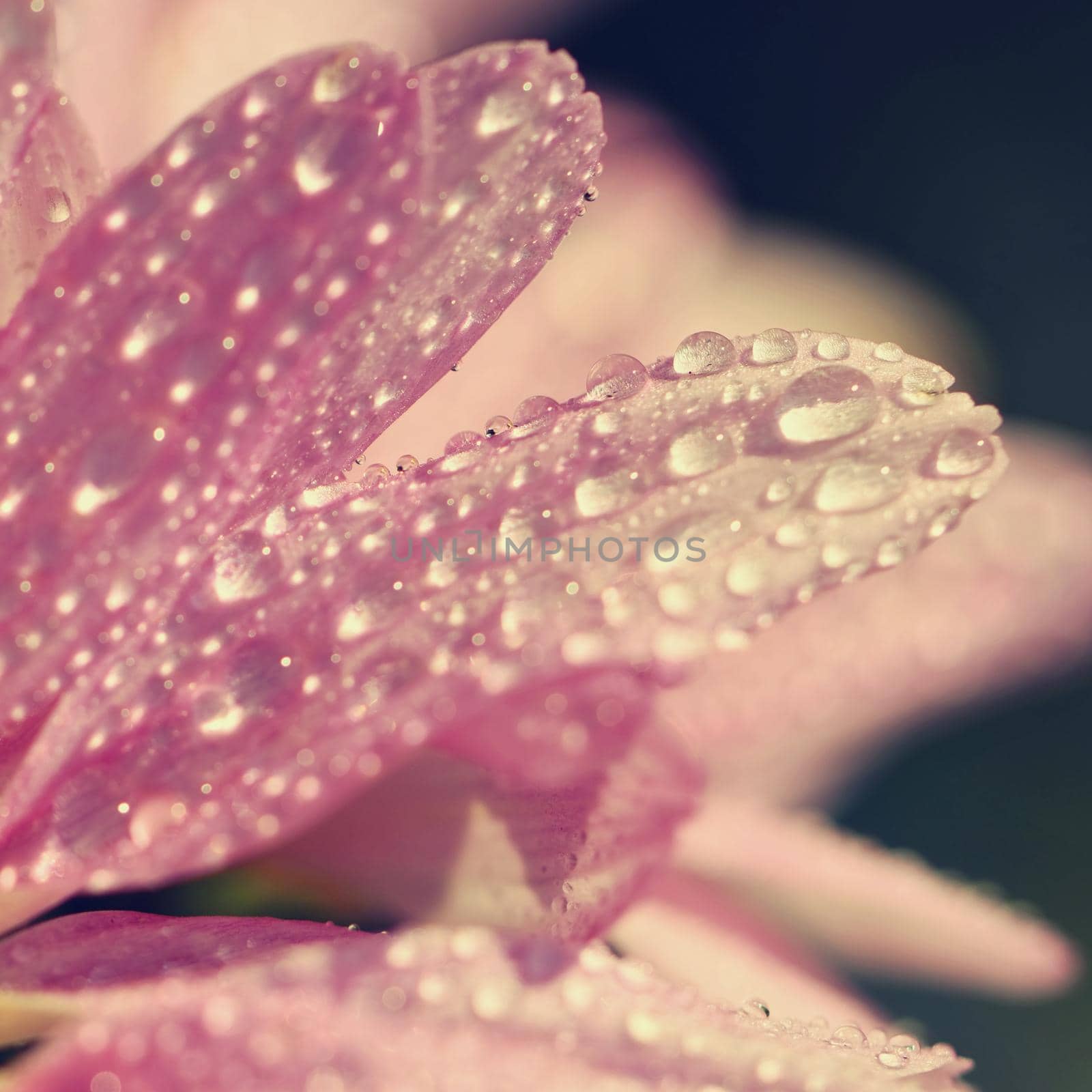 Macro shot of drops on flower. Beautiful natural pink blurred background.