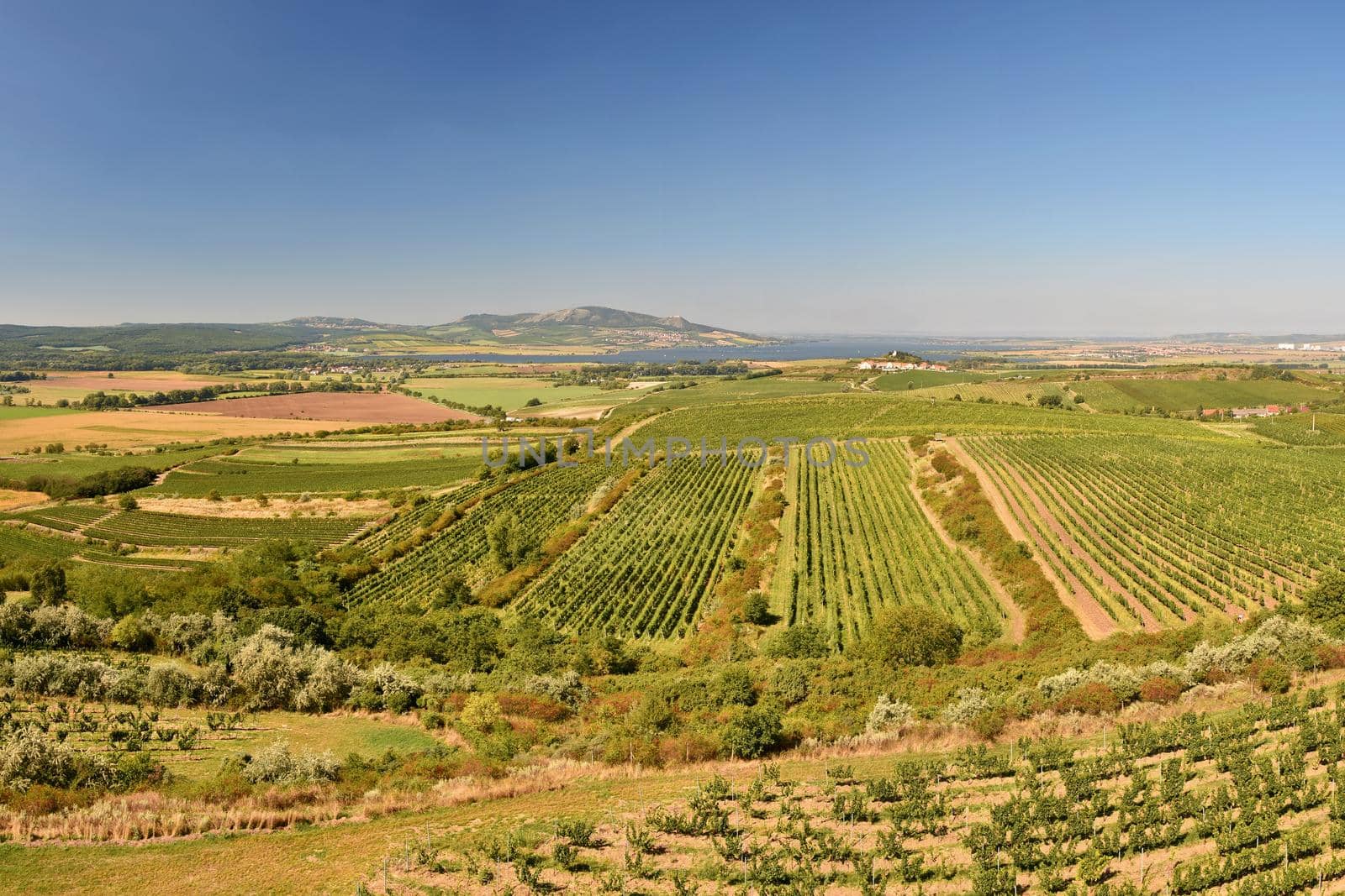 Vineyards under Palava. Czech Republic - South Moravian Region wine region. by Montypeter