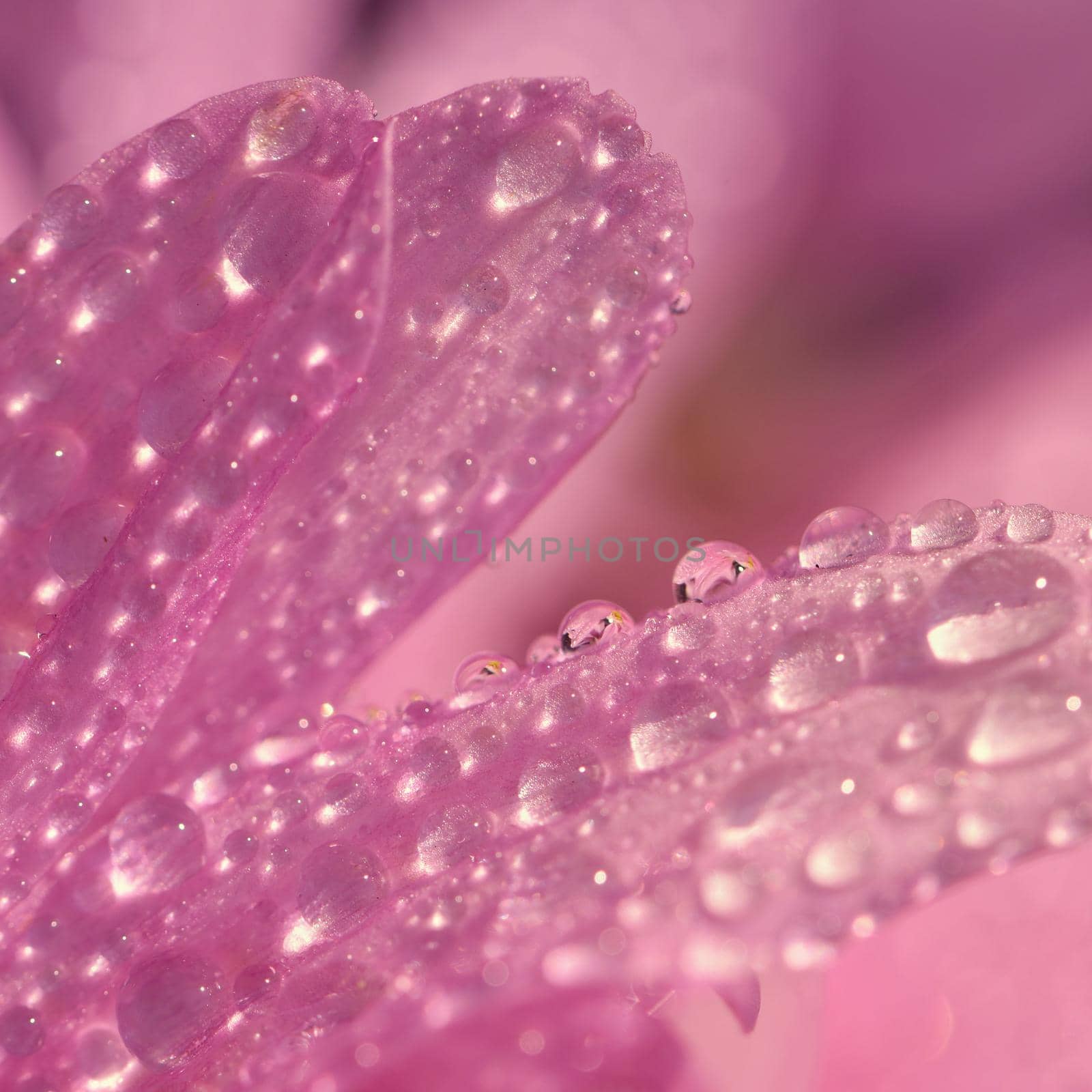 Macro shot of drops on flower. Beautiful natural pink blurred background.