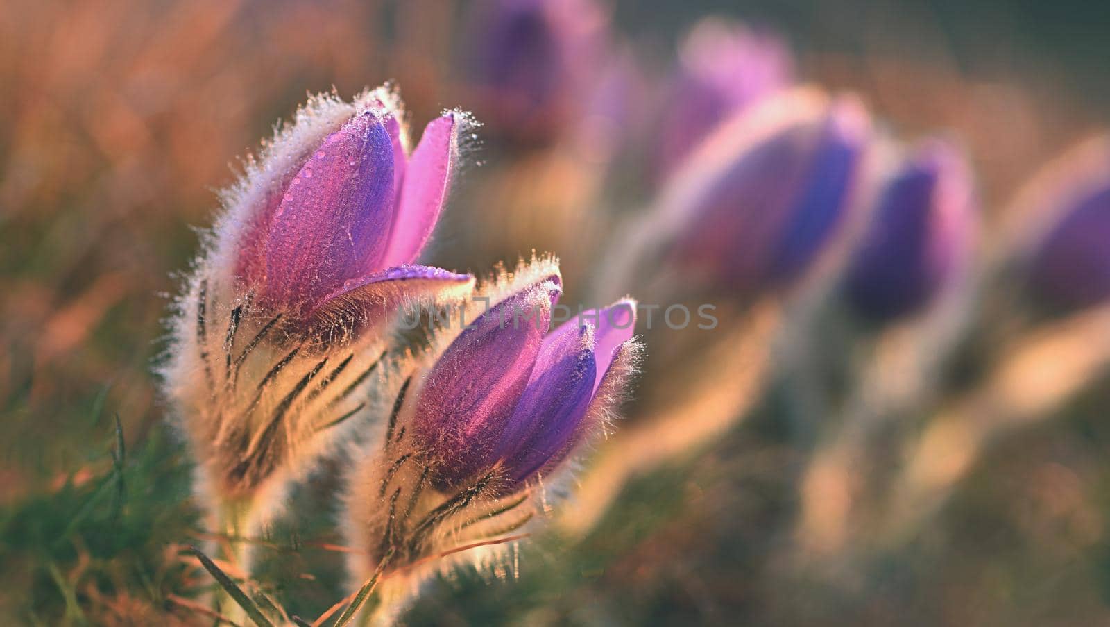 Spring flowers. Beautifully blossoming pasque flower and sun with a natural colored background. (Pulsatilla grandis)