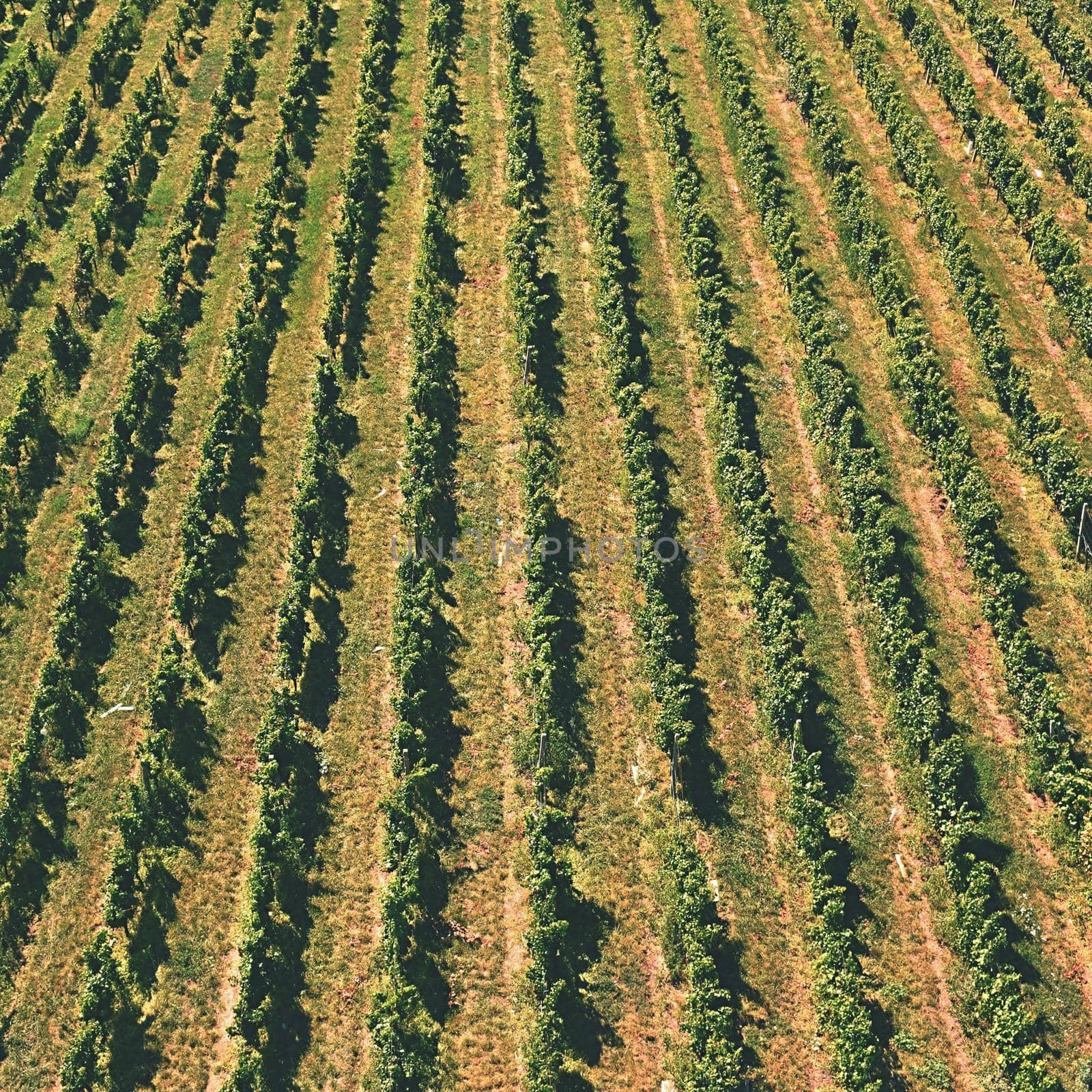 The grapes in the vineyard.. Wine region of South Moravia Czech Republic.