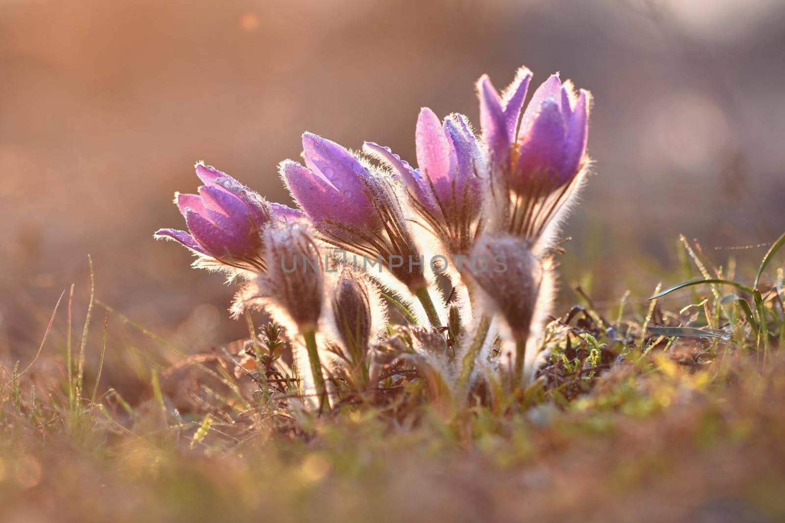 Spring flowers. Beautifully blossoming pasque flower and sun with a natural colored background. (Pulsatilla grandis) by Montypeter