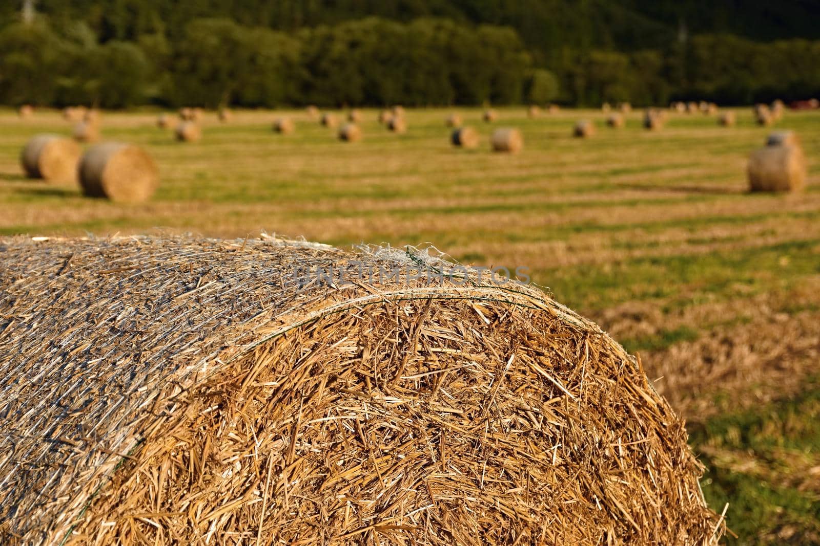 Beautiful countryside landscape. Hay bales in harvested fields. 