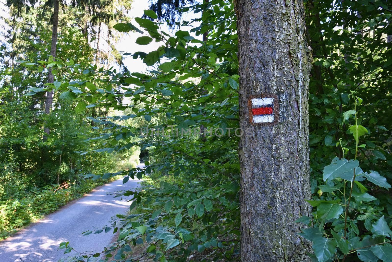 Tourist sign on the tree. Beautiful forest road nature.