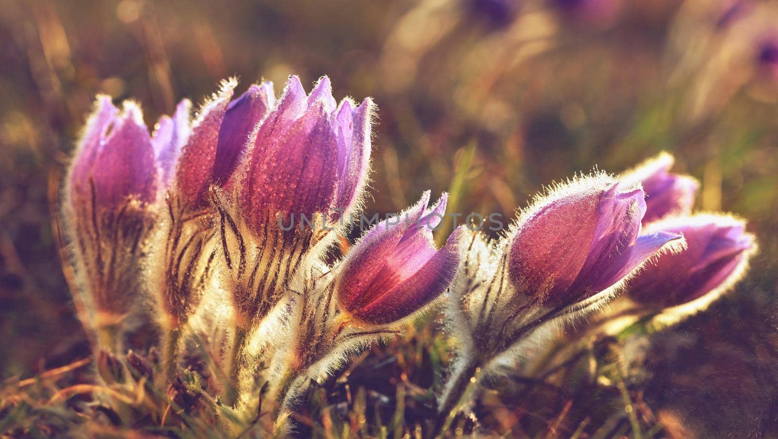 Spring flowers. Beautifully blossoming pasque flower and sun with a natural colored background. (Pulsatilla grandis)