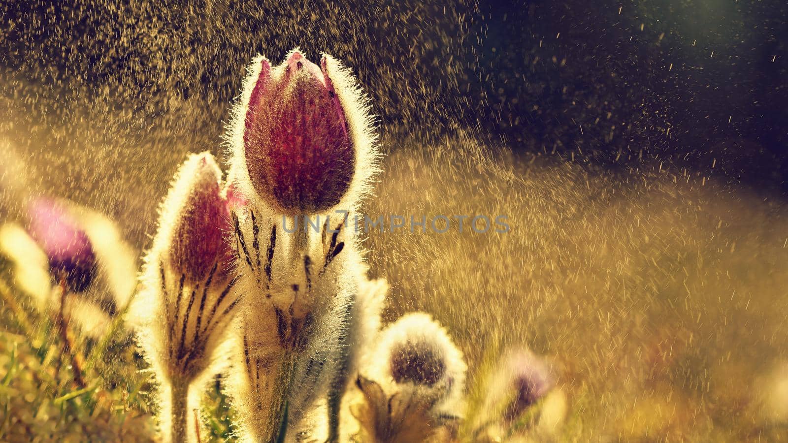 Spring flowers. Beautifully blossoming pasque flower and sun with a natural colored background. (Pulsatilla grandis) by Montypeter