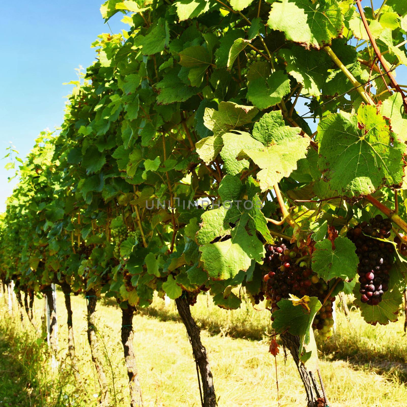 The wine in the vineyard. Wine region of South Moravia Czech Republic. by Montypeter