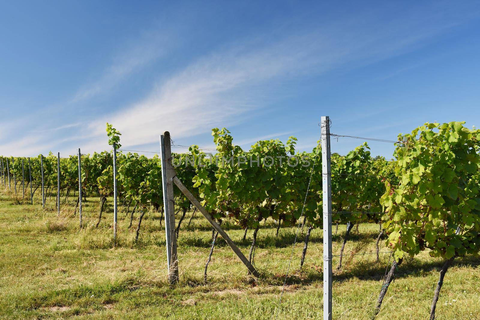 The wine in the vineyard. Wine region of South Moravia Czech Republic.