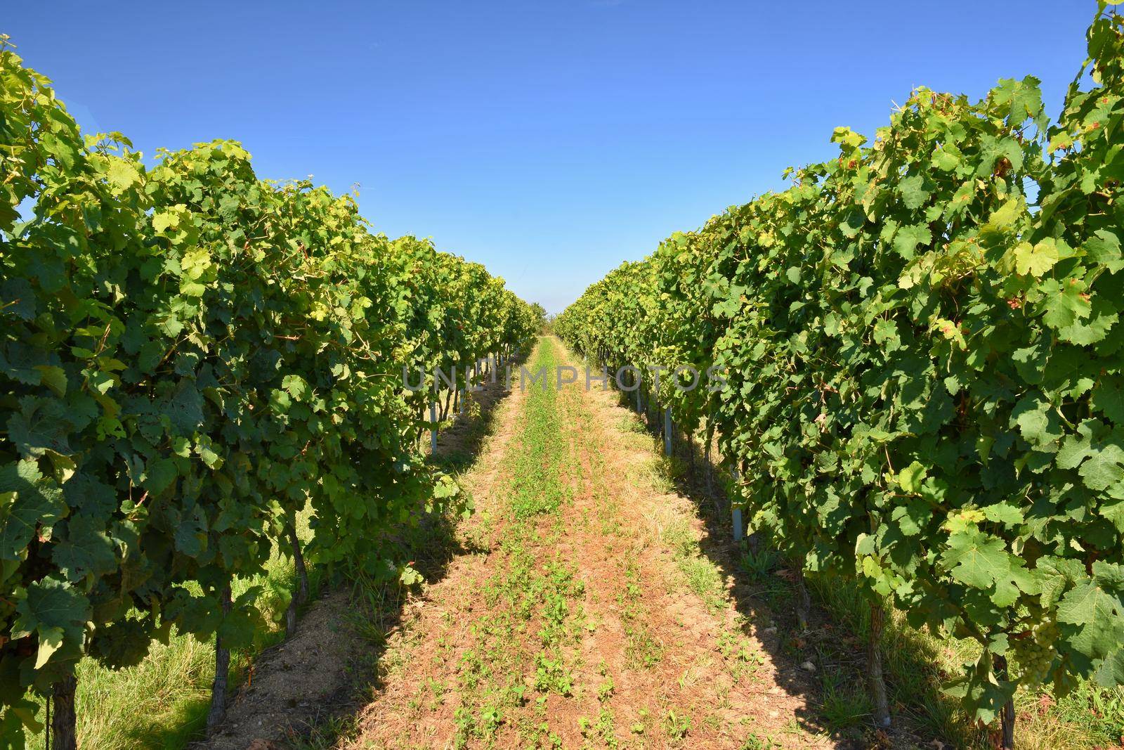 The wine in the vineyard. Wine region of South Moravia Czech Republic.