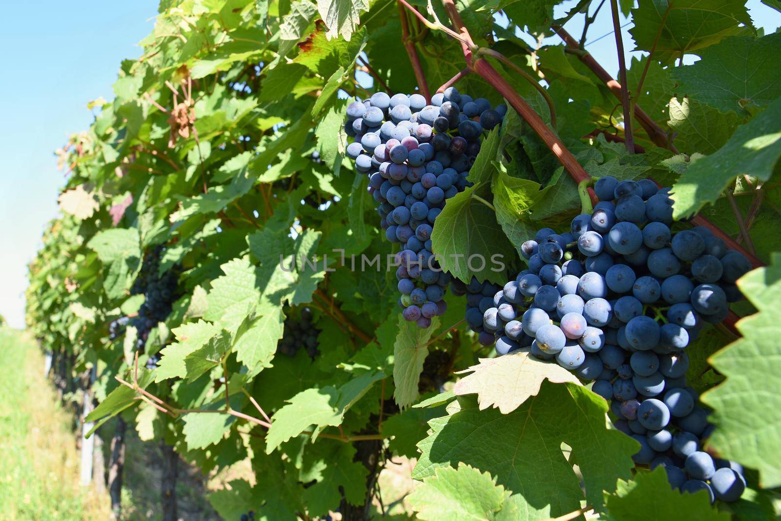 The wine in the vineyard. Wine region of South Moravia Czech Republic. by Montypeter