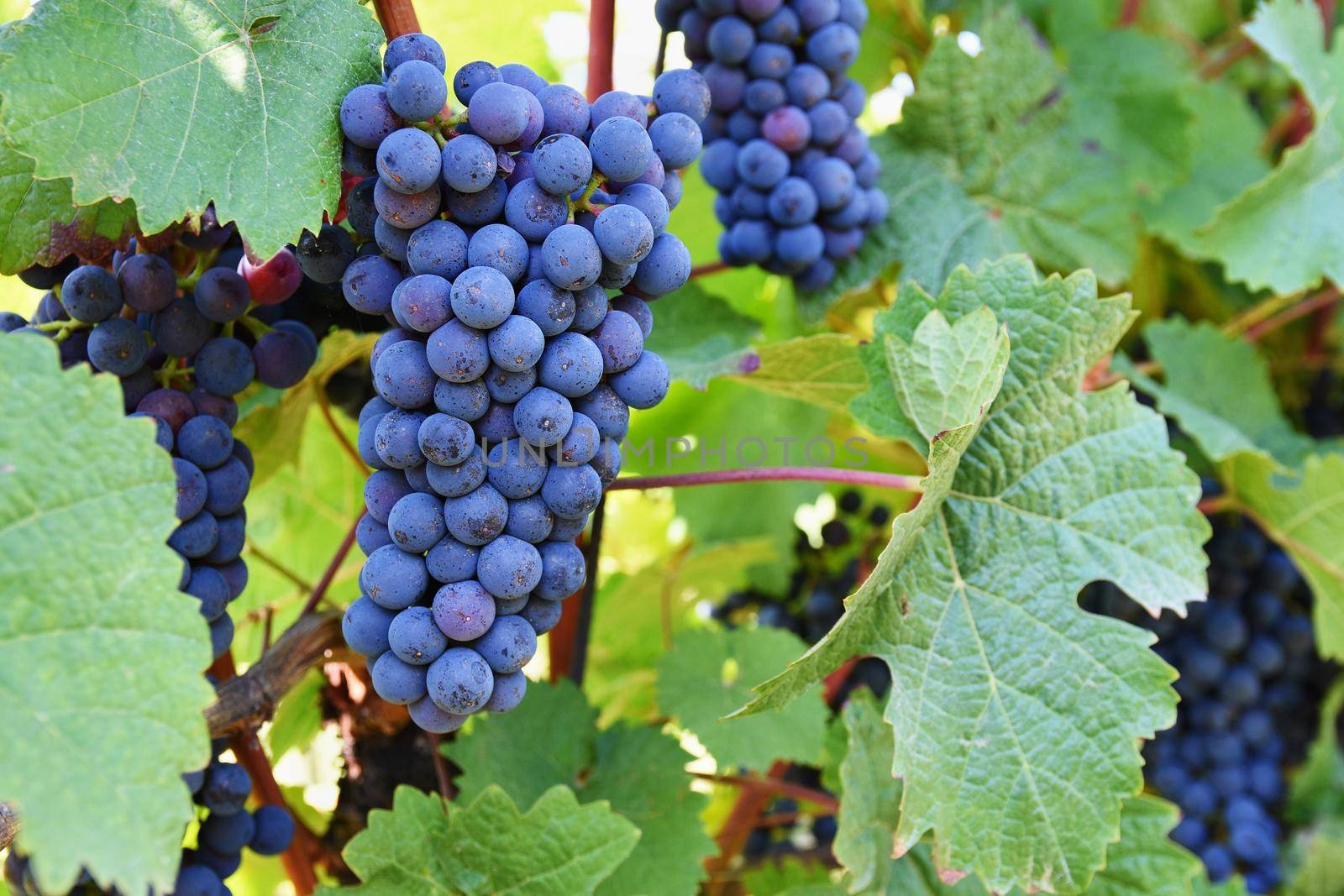 The wine in the vineyard. Wine region of South Moravia Czech Republic.