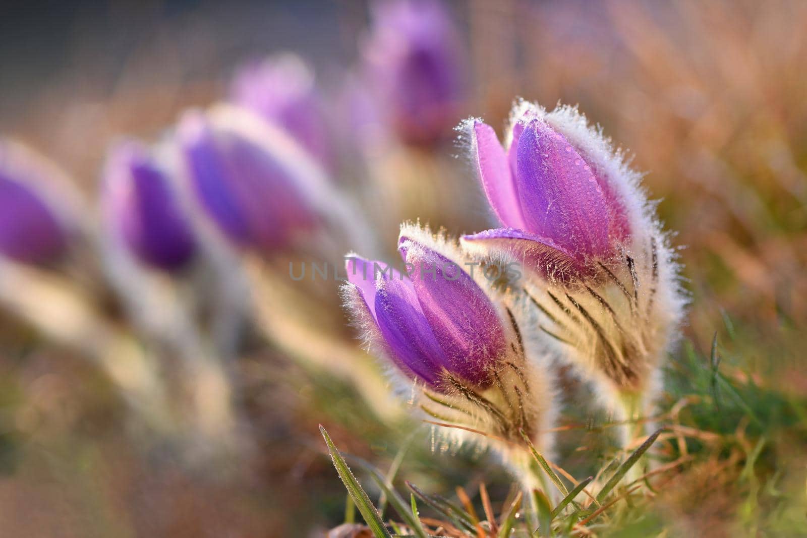 Spring flowers. Beautifully blossoming pasque flower and sun with a natural colored background. (Pulsatilla grandis) by Montypeter