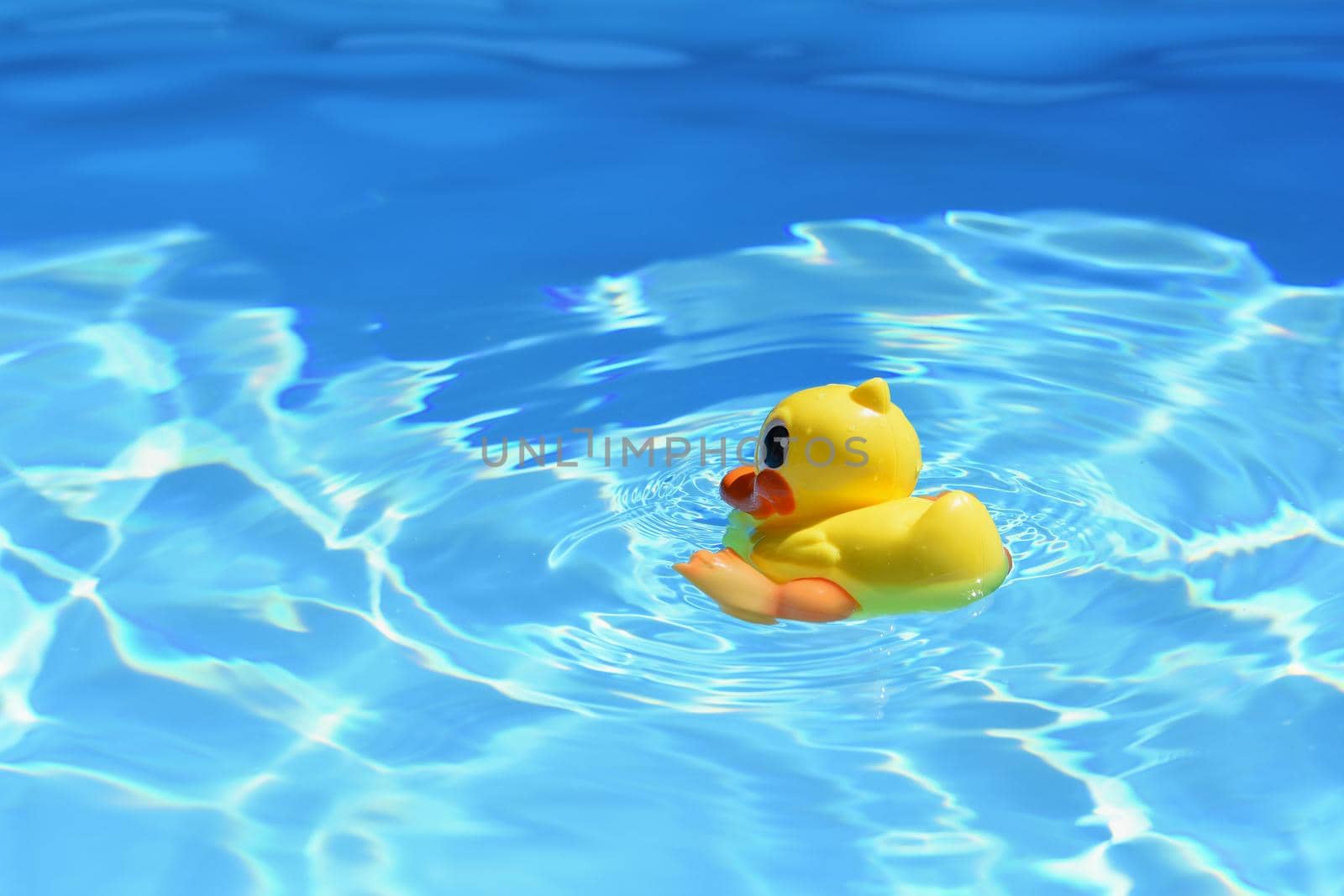 Yellow rubber duck in the pool in the summer. Beautiful clear blue water and background for travel and holidays. by Montypeter