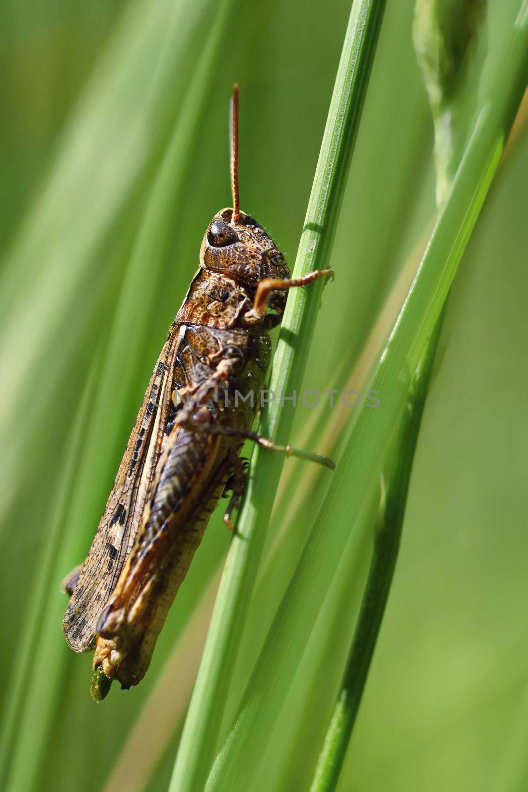 Beautiful macro shot of a grasshopper in the grass. Nature close up. by Montypeter