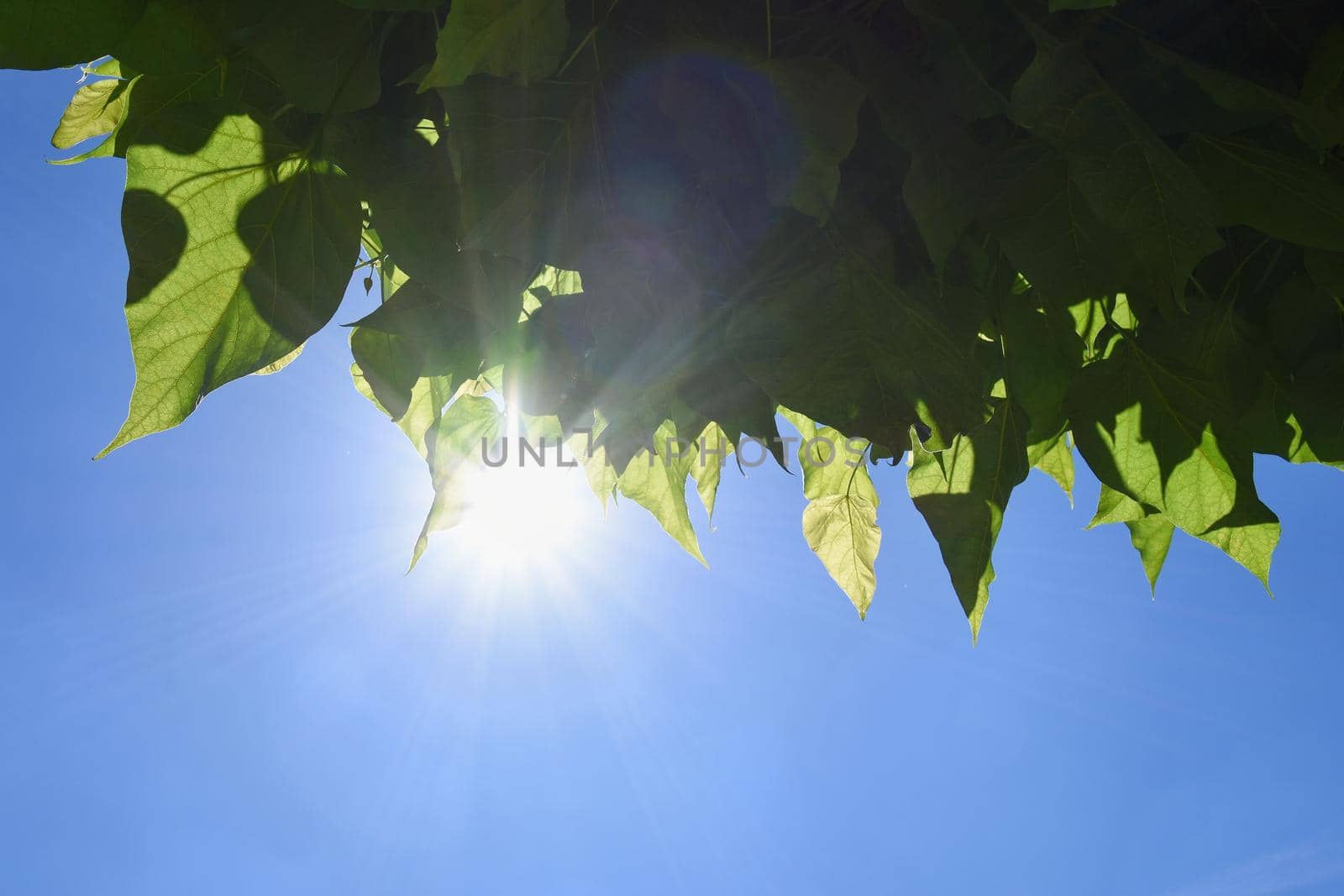 Tree leaves with blue sky and sunshine by Montypeter