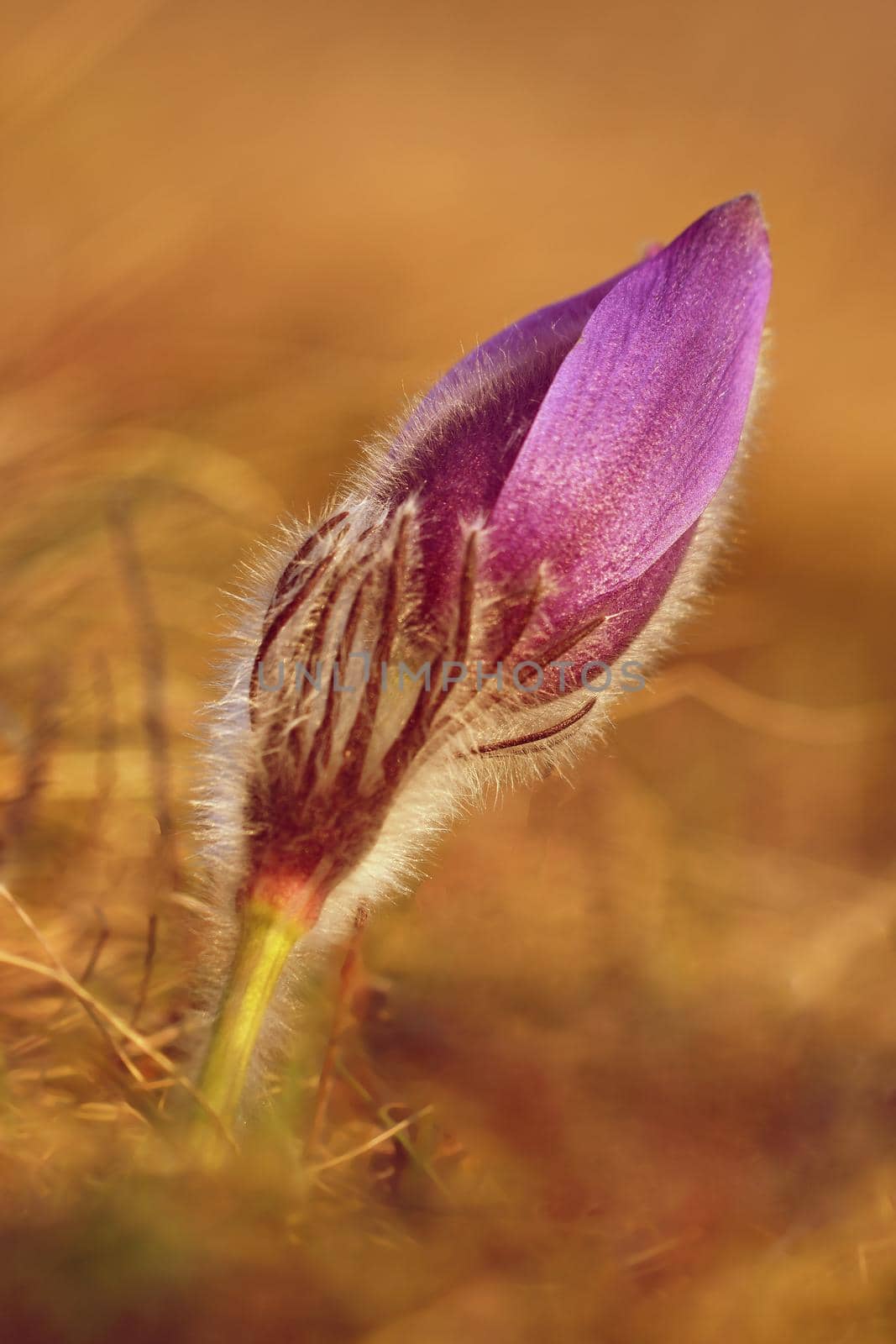 Spring flowers. Beautifully blossoming pasque flower and sun with a natural colored background. (Pulsatilla grandis)