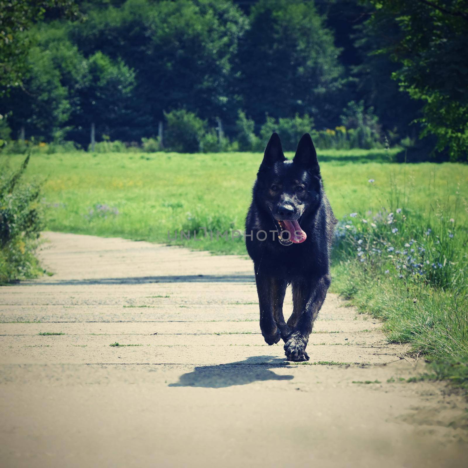 fast running german shepherd dog