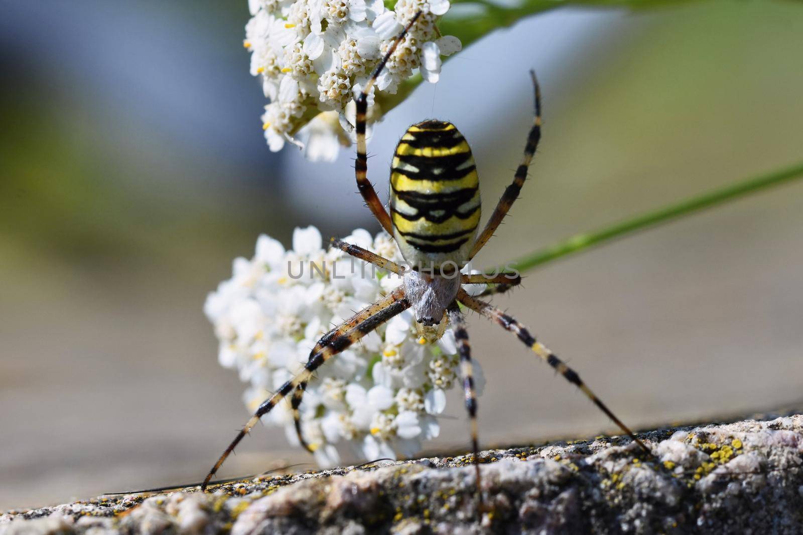 Beautiful macro shot of a spider on a flower in the wild. by Montypeter