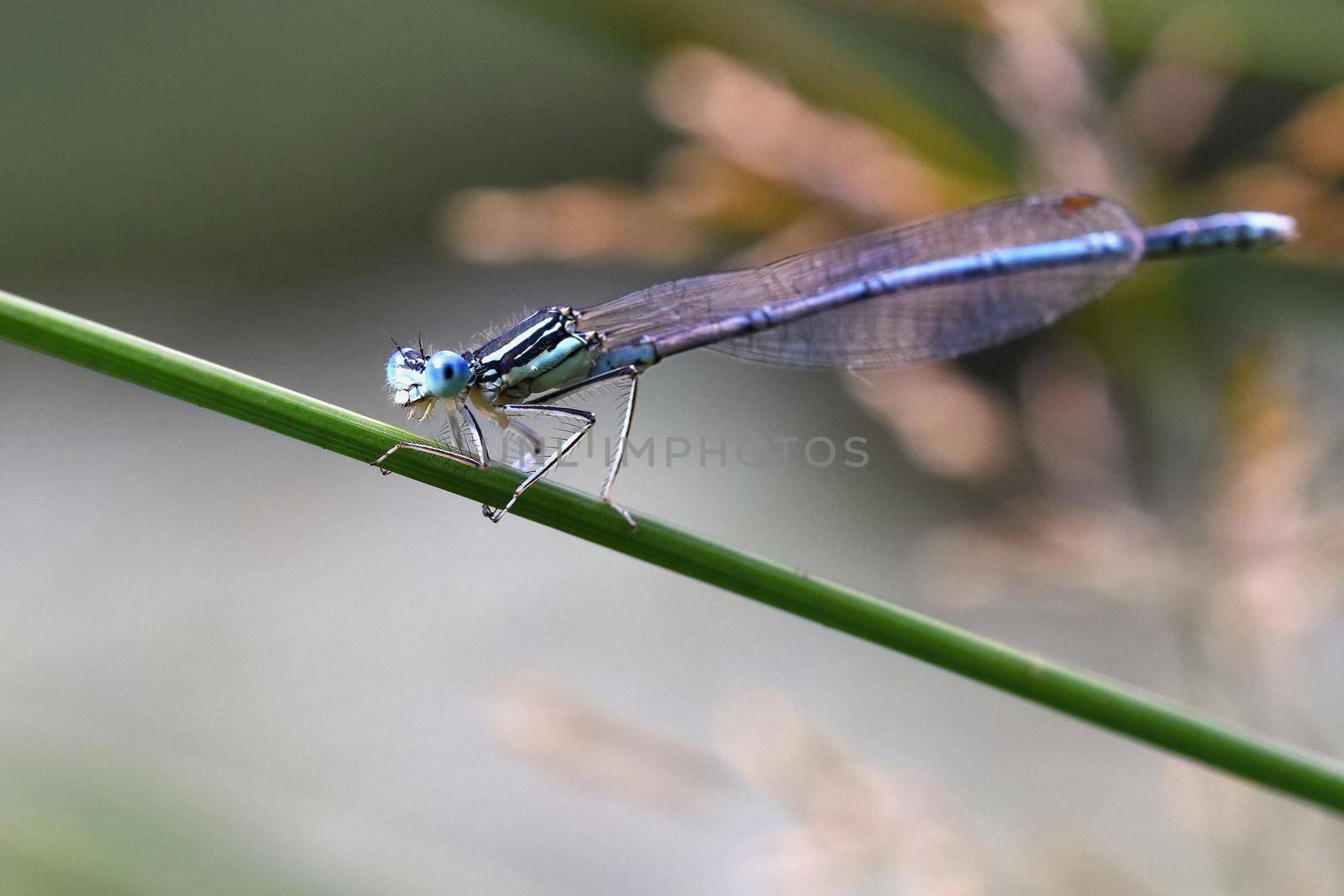 Beautiful dragonfly. Macro shot of nature. Libellula depressa. Insects close up. by Montypeter