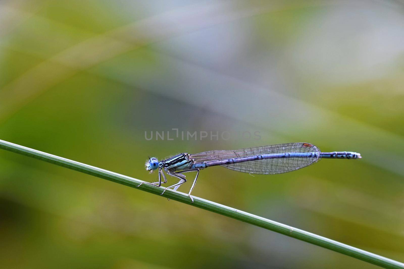 Beautiful dragonfly. Macro shot of nature. Libellula depressa. Insects close up. by Montypeter