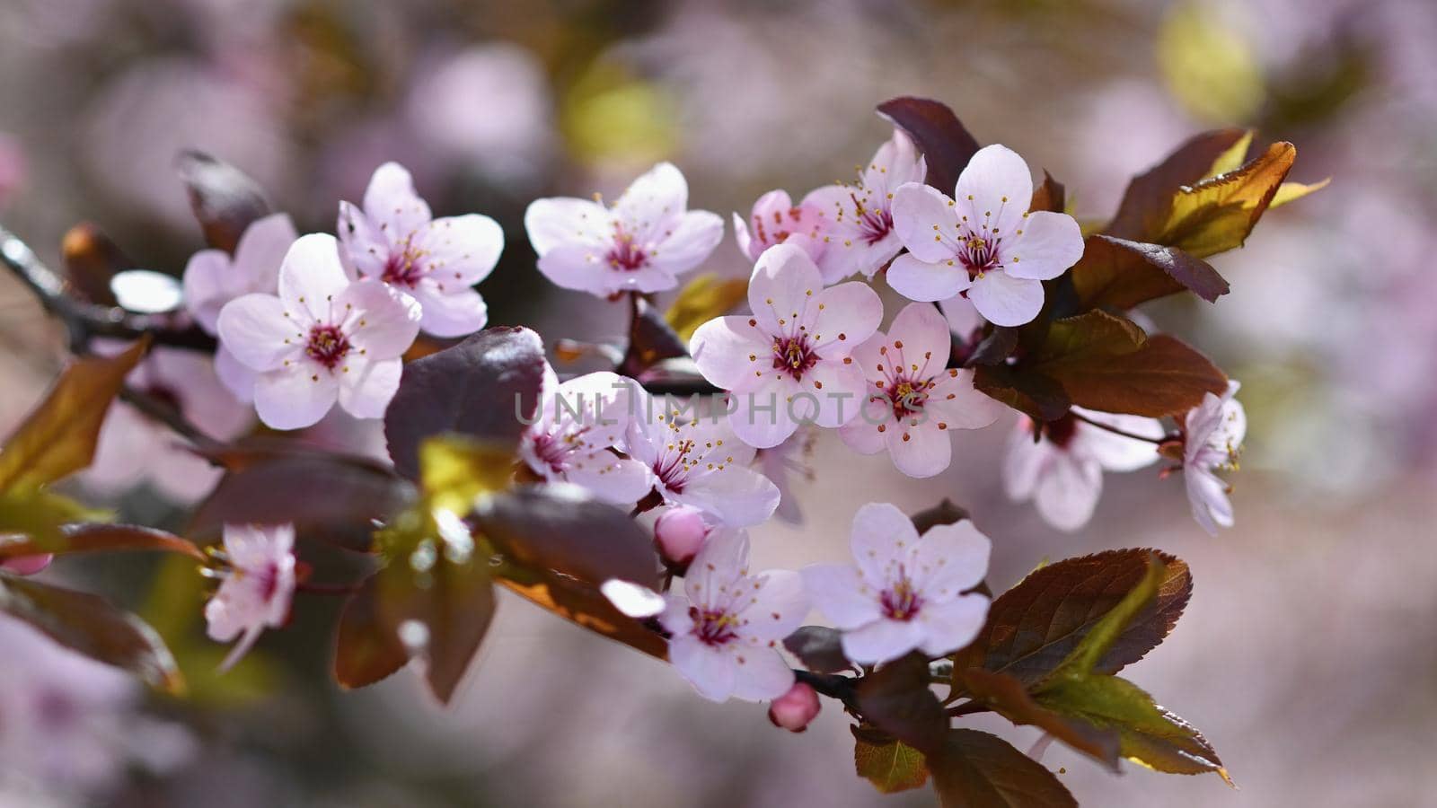 Spring flowers. Beautifully blossoming tree branch. Cherry - Sakura and sun with a natural colored background. by Montypeter