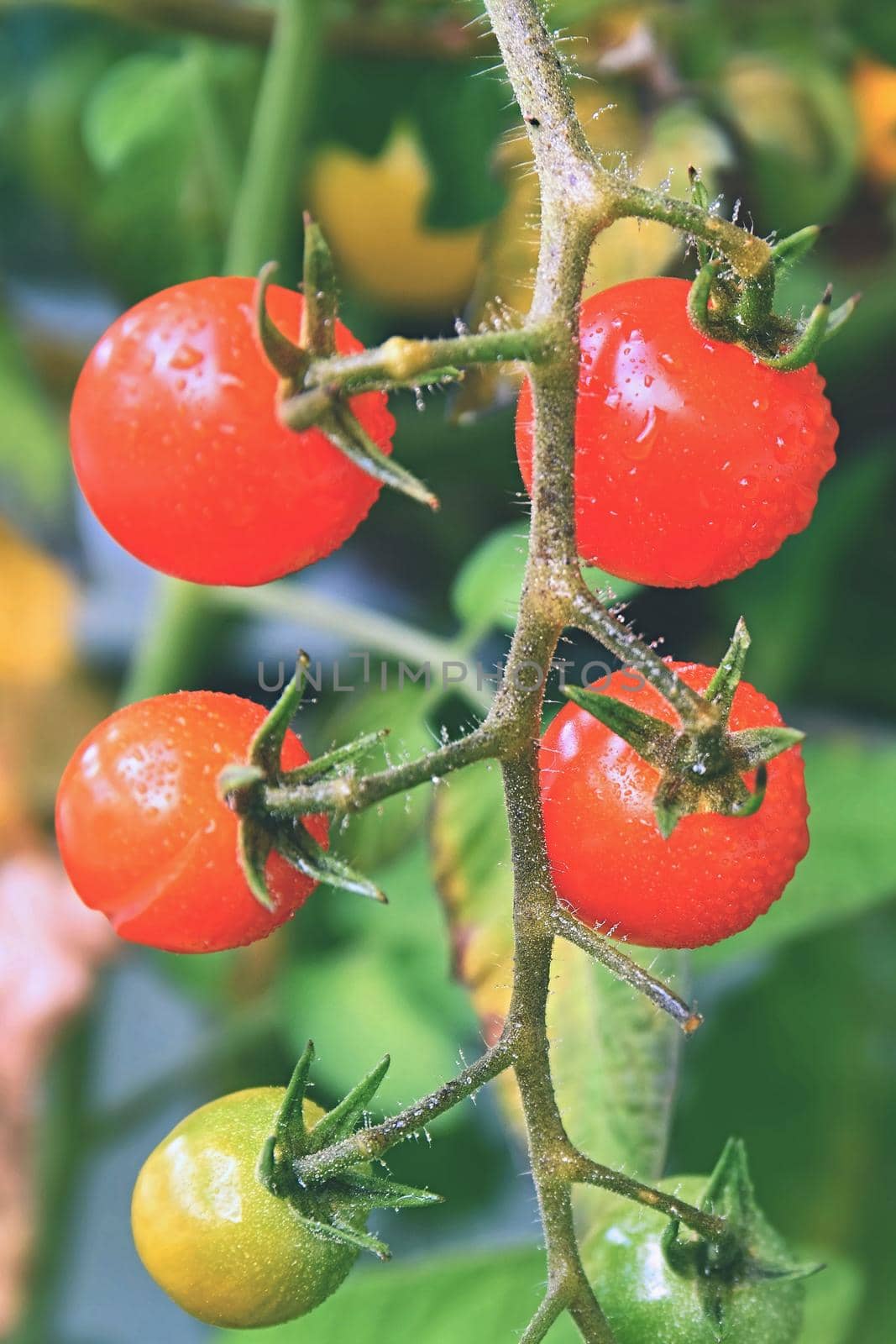 Fresh red tomatoes on the plant by Montypeter