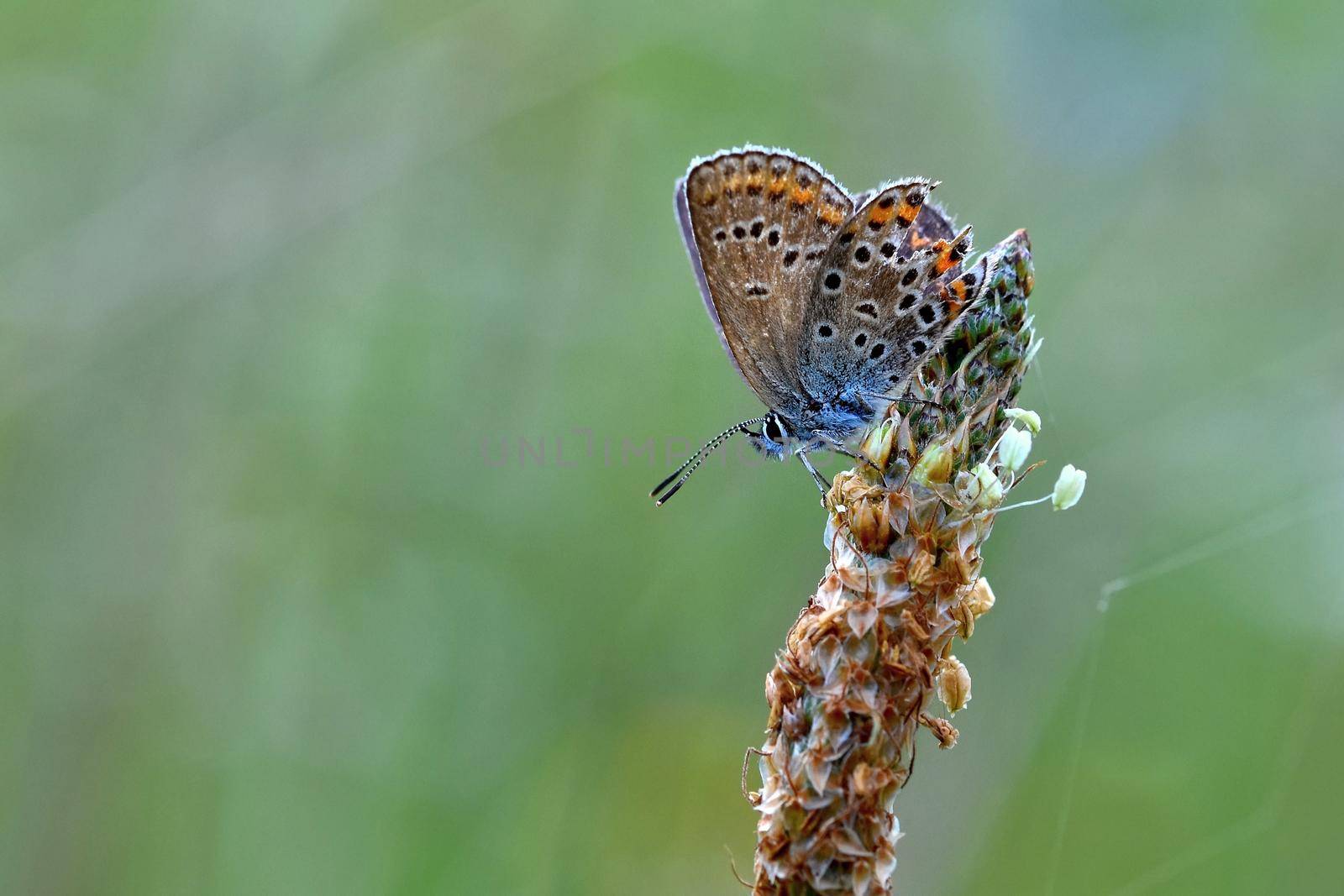 Beautiful little butterfly Common Blue (Polyommatus icarus). Macro shot of nature close up. by Montypeter