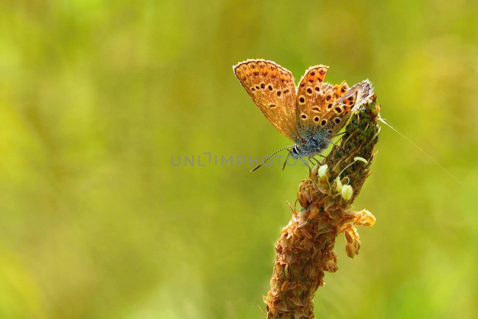 Beautiful little butterfly Common Blue (Polyommatus icarus). Macro shot of nature close up. by Montypeter