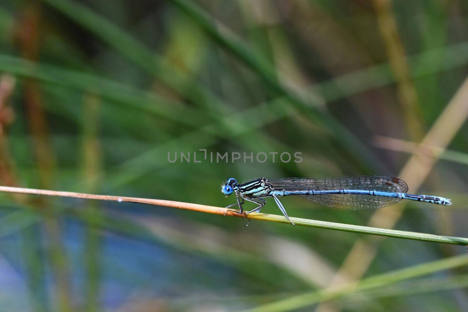 Beautiful dragonfly. Macro shot of nature. Libellula depressa. Insects close up. by Montypeter