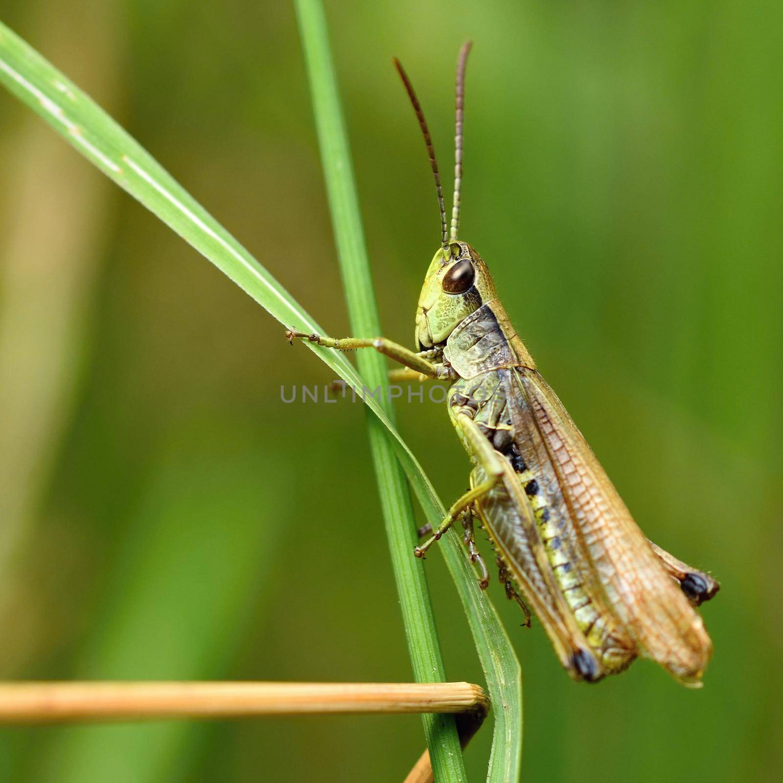 Beautiful macro shot of a grasshopper in the grass. Nature close up.
