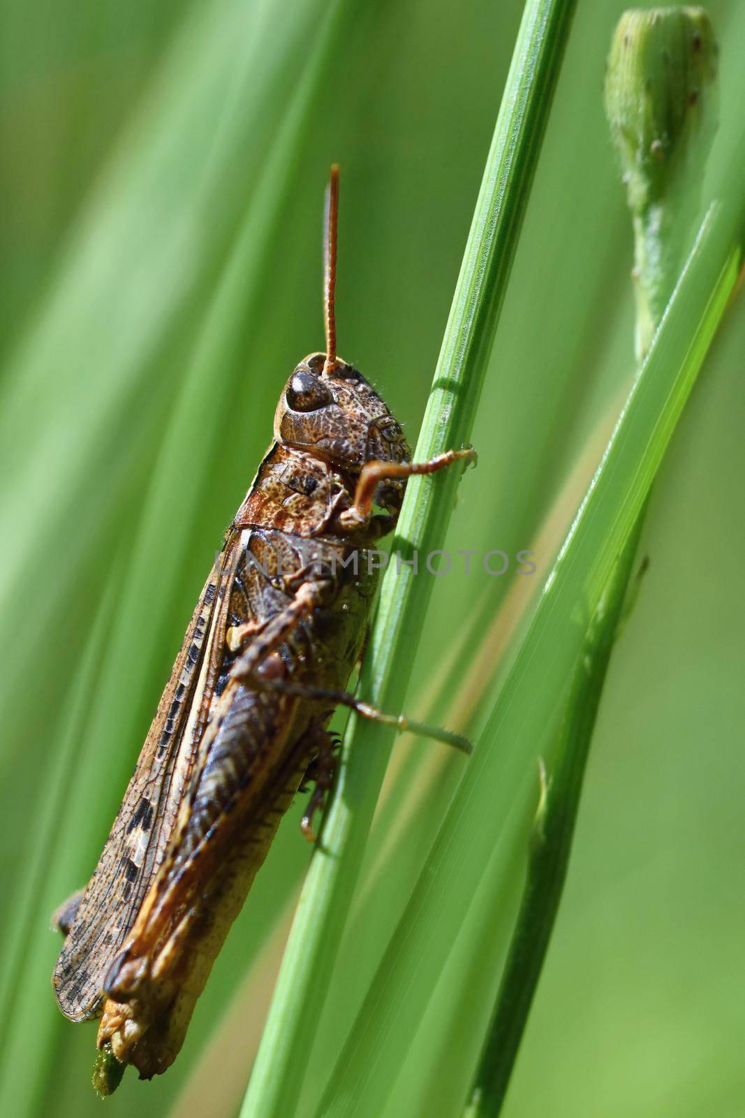 Beautiful macro shot of a grasshopper in the grass. Nature close up. by Montypeter