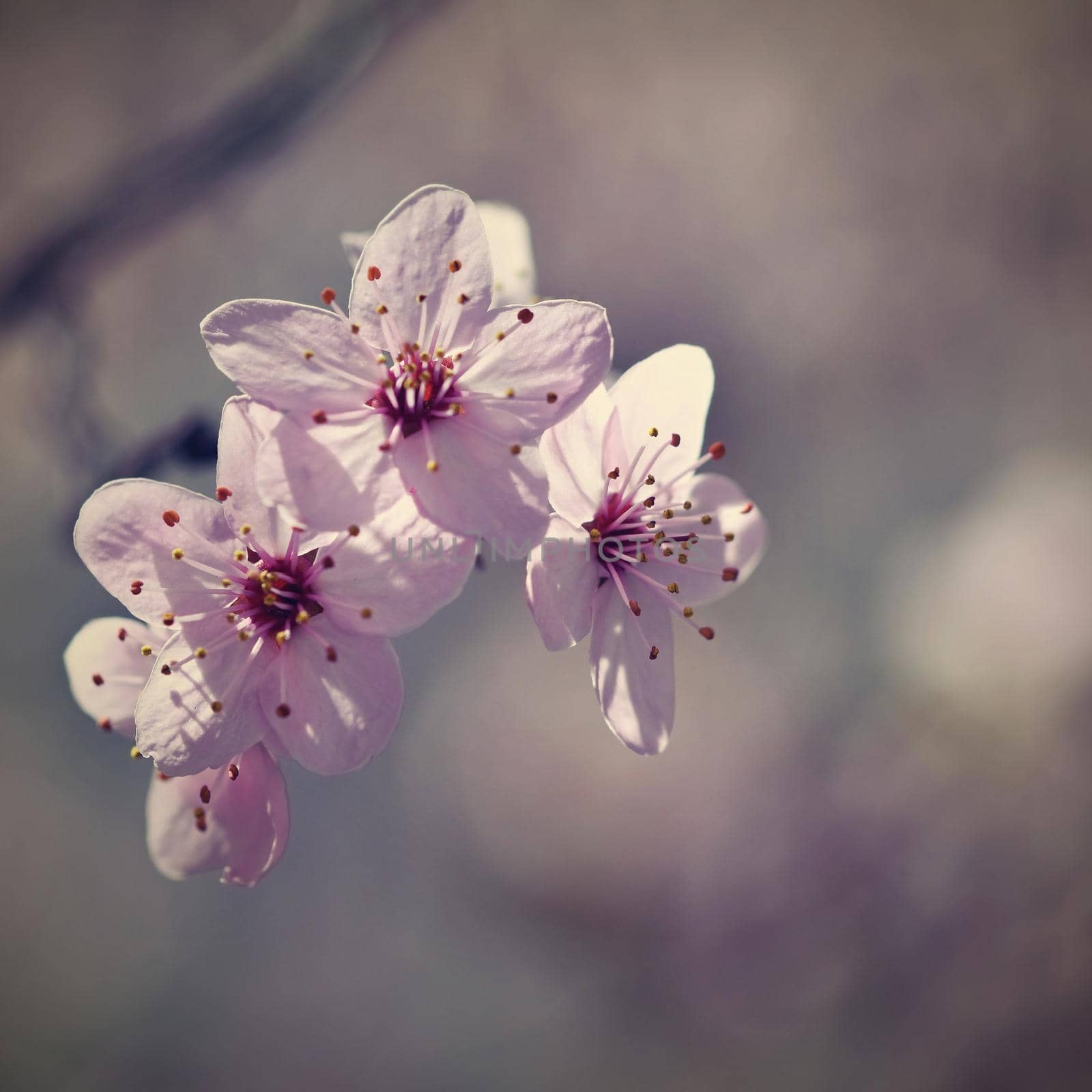 Spring flowers. Beautifully blossoming tree branch. Cherry - Sakura and sun with a natural colored background. by Montypeter