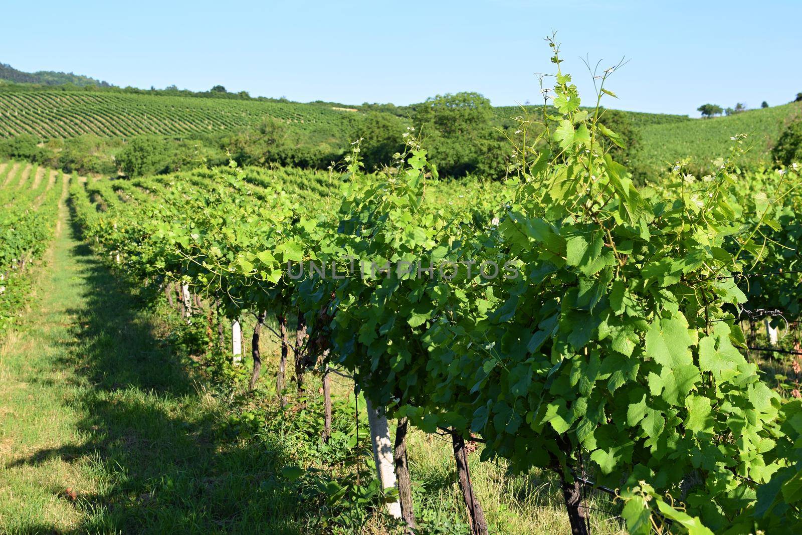 Vineyards under Palava. Czech Republic - South Moravian Region wine region.