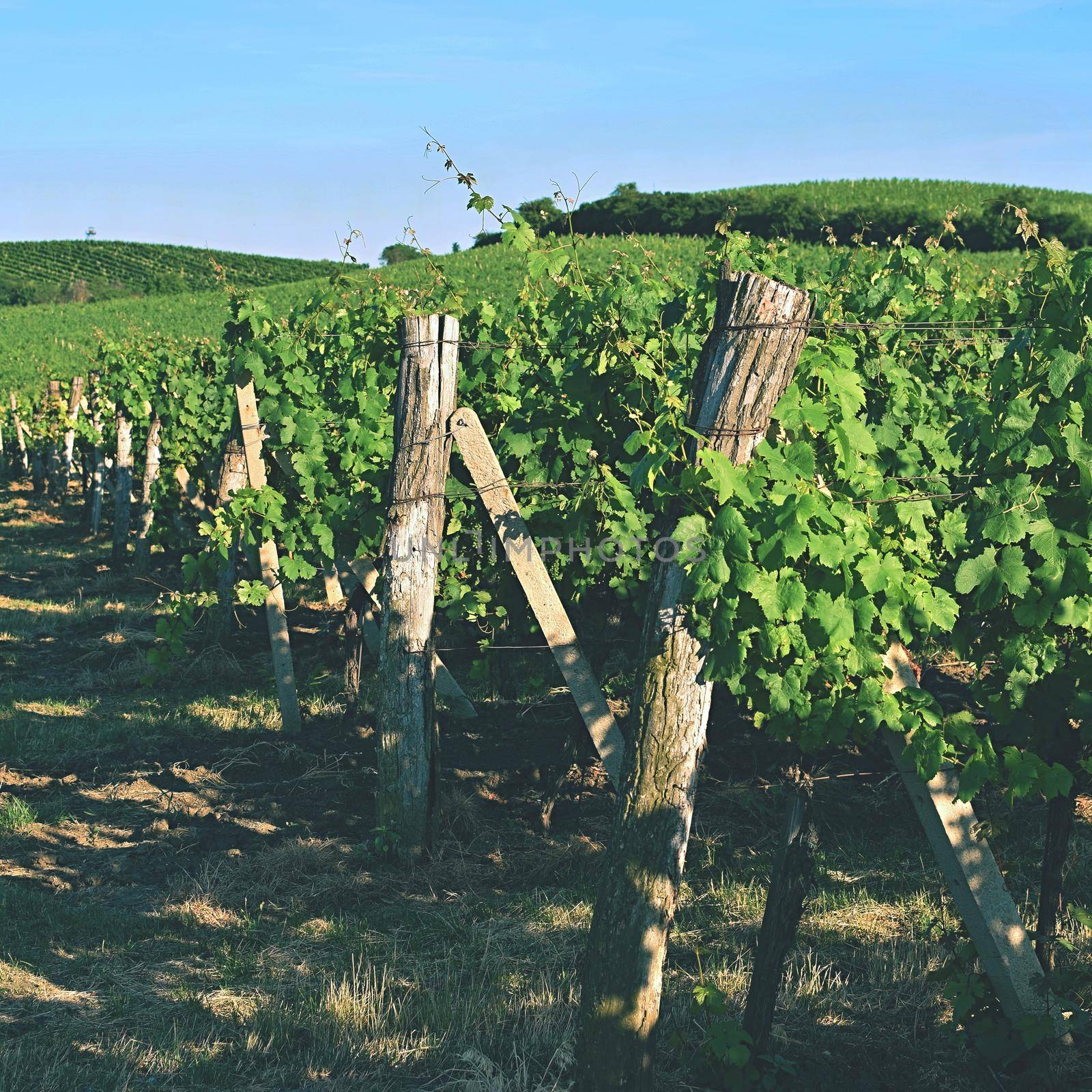 Vineyards under Palava. Czech Republic - South Moravian Region wine region. by Montypeter