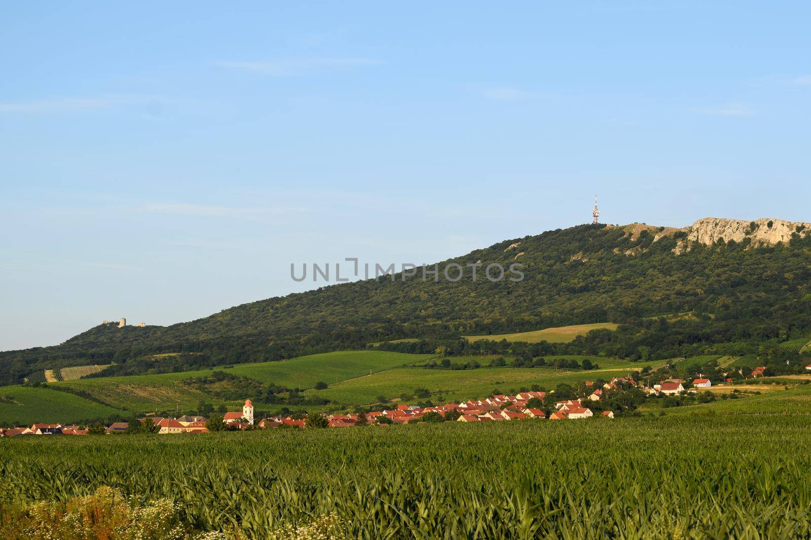 Vineyards under Palava. Czech Republic - South Moravian Region wine region. by Montypeter