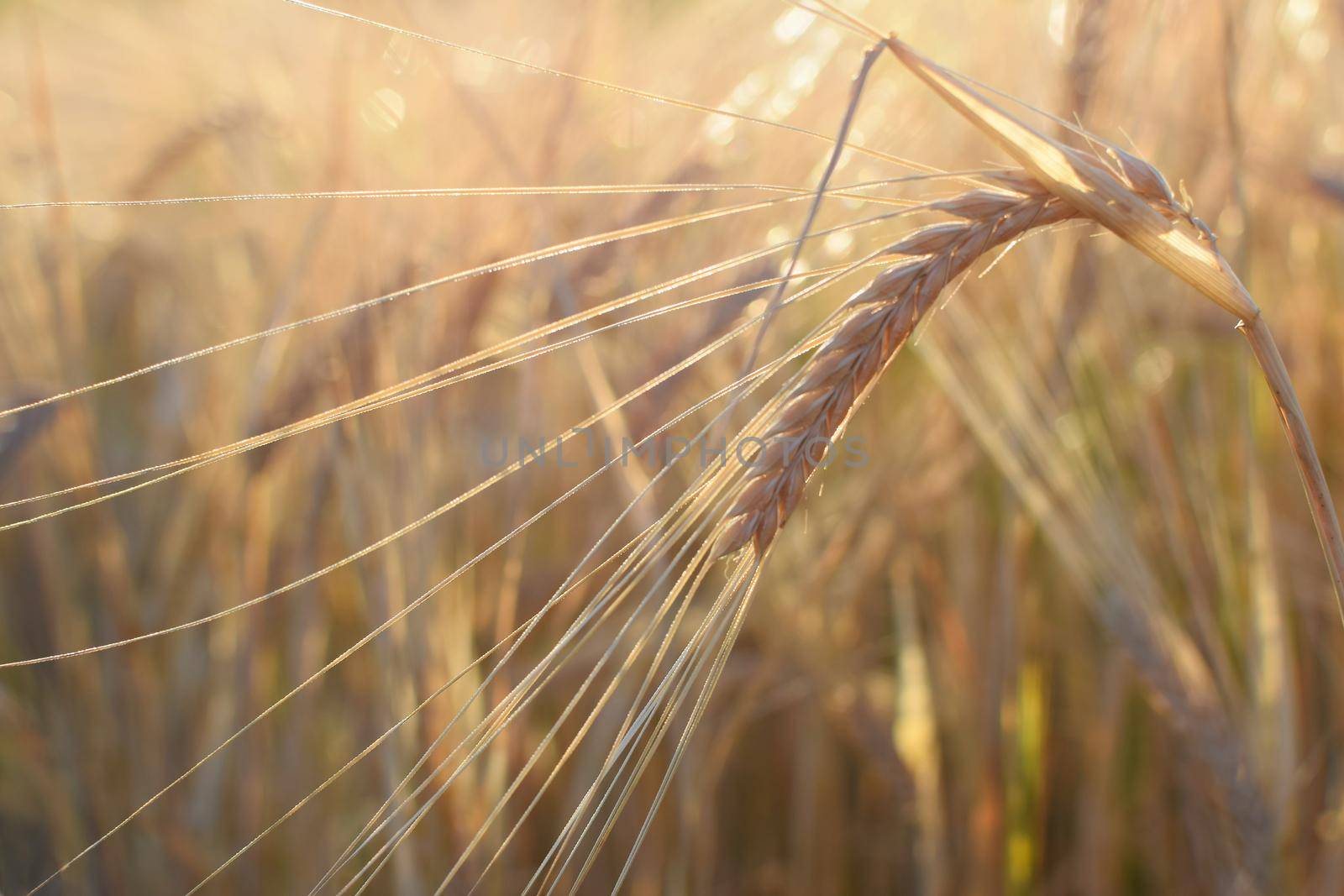 Field with barley at harvest at sunset. Closeup on golden wheat field.